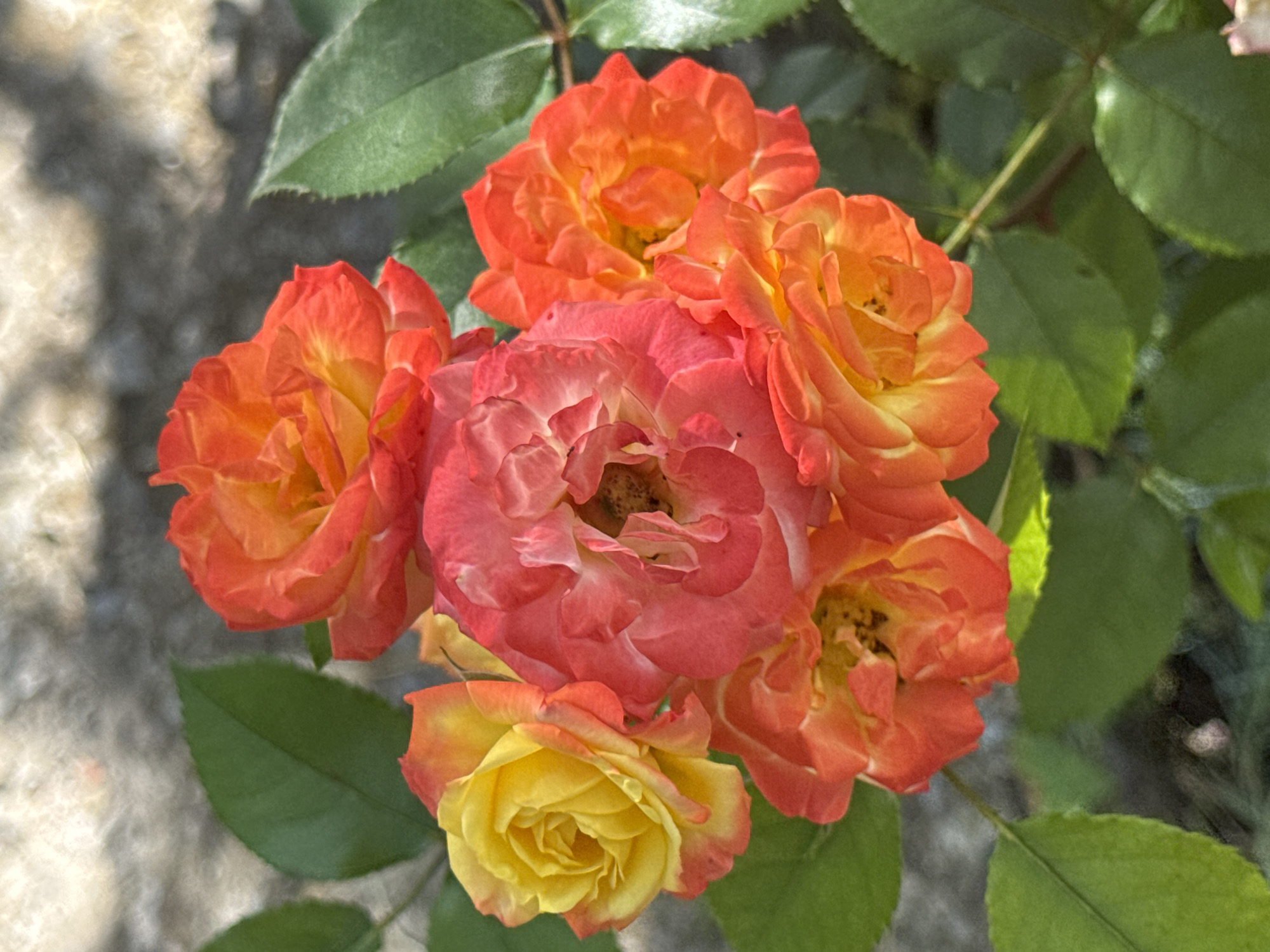 The image displays a close-up view of a cluster of roses. The roses exhibit a gradient of colors, ranging from bright yellow at the center of some petals to fiery orange and deep pink on the outer edges of others. Several green leaves are interspersed among the blooms, some in sharp focus and others blurred. The background is an out-of-focus, textured surface that appears to be stone or concrete, with soft, dappled light creating a bright, almost hazy effect. The scene appears to be outdoors, likely in a garden or a similar setting. There is no indication of specific location within the city of Veselina, Bulgaria, or any human presence.
