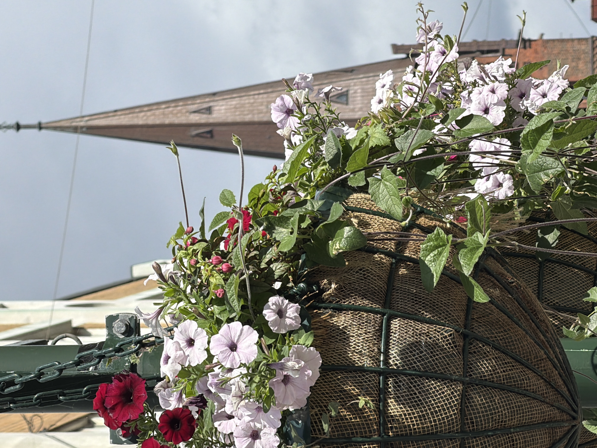 The image shows a hanging basket of petunias and other flowers, suspended from a green pole by a metal chain. The basket is made of woven material and is supported by a wire frame. In the background, the spire of a church is visible against a cloudy sky. The architectural style of the spire suggests it might be part of the St. Petri Church in Malmö, Sweden, though this cannot be definitively confirmed from the image alone. There are no people or animals visible in the scene. The focus of the image is on the floral arrangement, with the church spire serving as a distant backdrop.