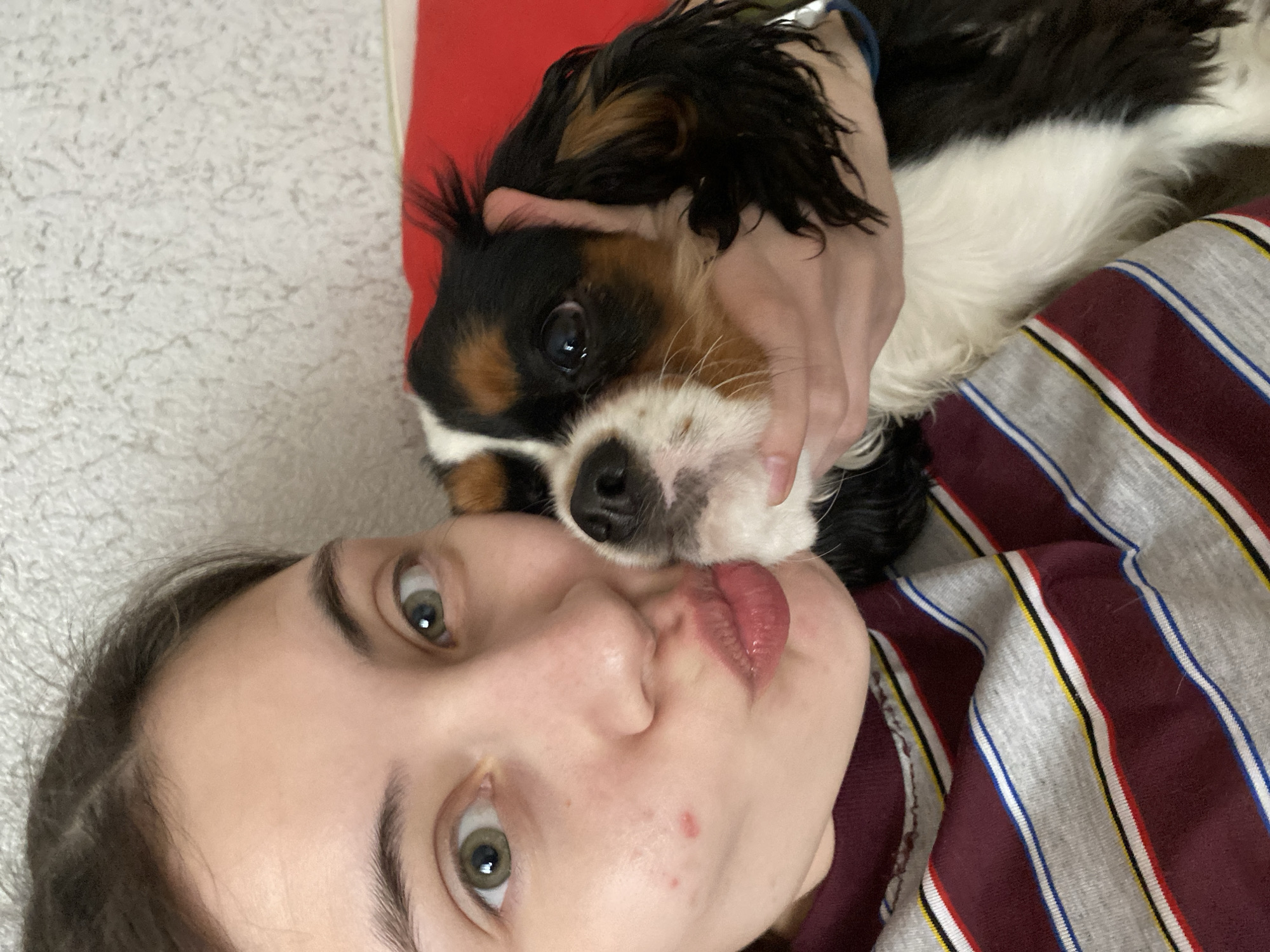 A young fair-skinned person lies on a textured off-white surface, possibly a bed or sofa. They are wearing a striped top, predominantly maroon, grey, white, and blue. The person's face is turned towards the camera, with their lips pursed in a kissing expression. Above them, a Cavalier King Charles Spaniel is held close, its head resting near the person's face. The dog is tri-colored with black, tan, and white fur. A hand is visible holding the dog's head. Behind the dog, a red object, likely a pillow, is present. The location in the city of Votkinsk, Russia, cannot be determined from the provided image.
