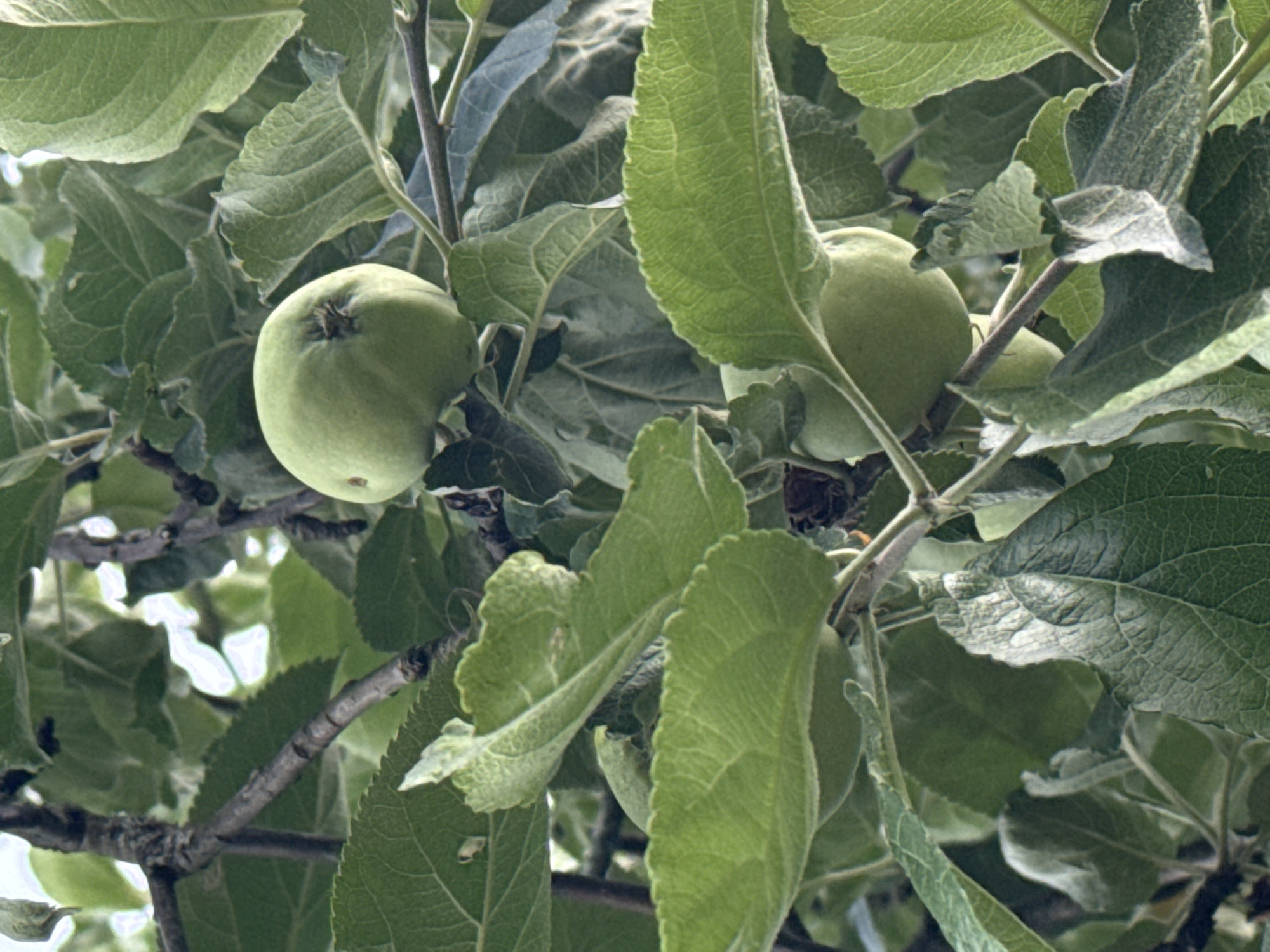 This is a close-up, eye-level, medium shot of several unripe apples hanging from a tree. The apples are a light green color and have a slightly bumpy texture. They are clustered together, with some leaves obscuring parts of them. The leaves are a vibrant green, with visible veins and a slightly fuzzy texture. Some of the leaves are larger and more prominent, while others are smaller and partially hidden. The branches of the tree are dark brown and appear rough. The background is a blur of greens and whites, suggesting foliage and perhaps the sky. The lighting appears to be natural daylight, casting some shadows among the leaves and fruit. The overall impression is one of a natural, outdoor scene, likely a garden or orchard. There is no visible text in the image.