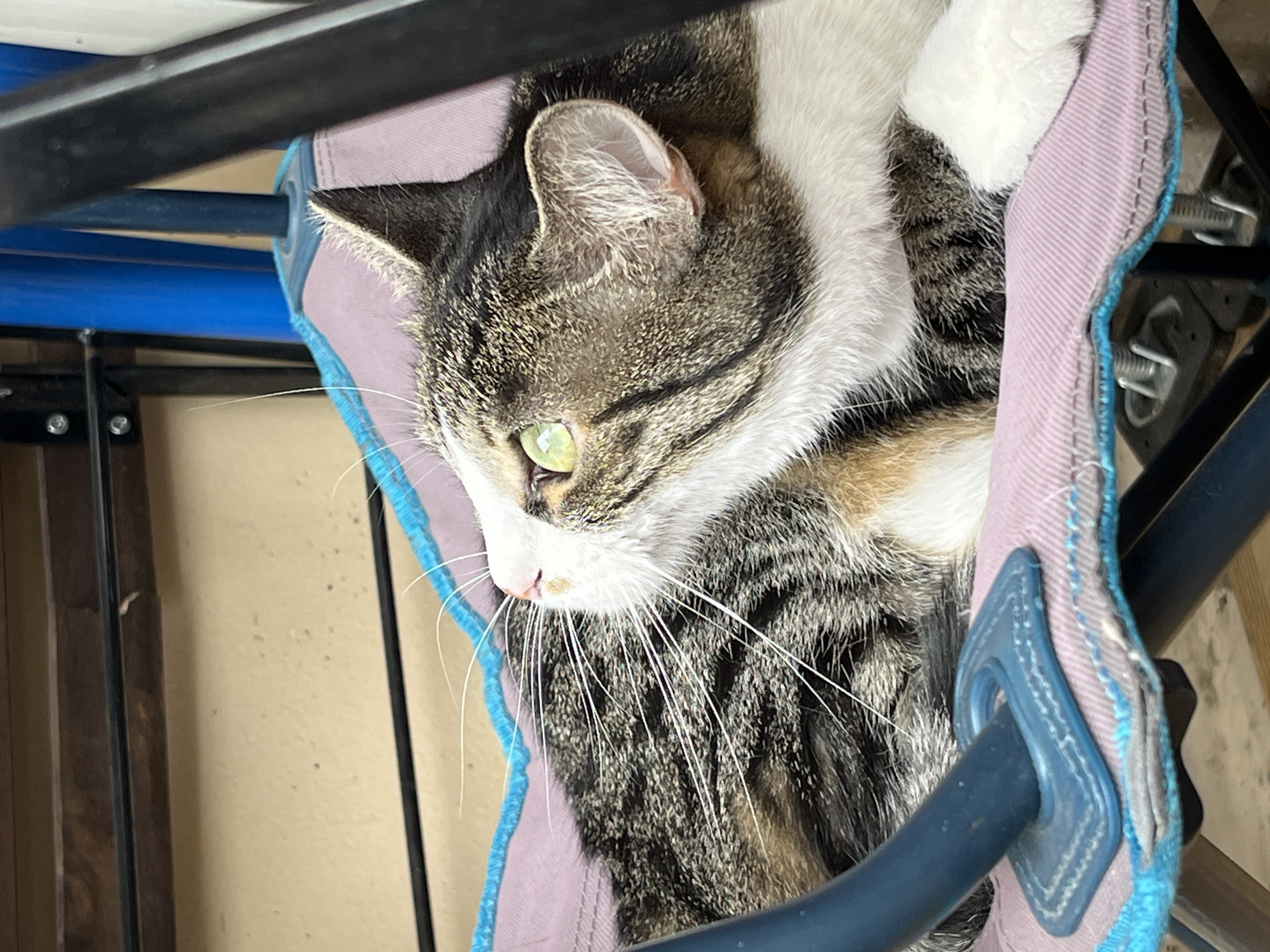 The image shows a tabby and white cat with green eyes resting in a pink and blue fabric sling chair. The cat is looking upwards and to the left, with its head turned. Its fur is striped with dark grey and brown, and it has white markings on its chest and paws. The chair is made of a durable fabric with a blue trim and appears to be a portable camping chair. The background is out of focus, but suggests an indoor environment with shelving and what appear to be metal supports. The scene is well-lit, and the focus is sharp on the cat. There is no information within the image to indicate its location in Fresnes, France.