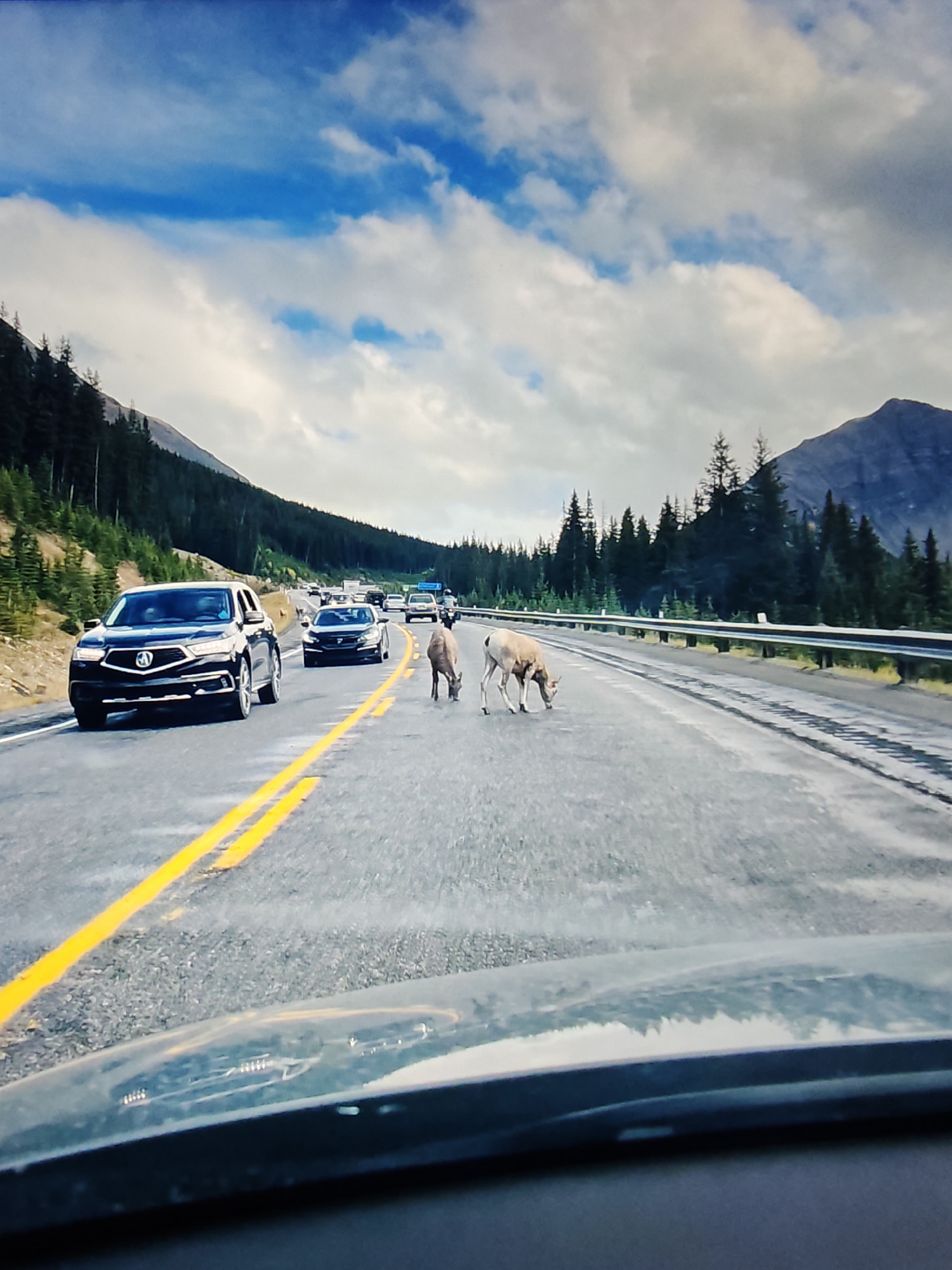 A family of bighorn sheep, including at least two adults and a juvenile, are crossing a multi-lane highway. The sheep are walking on the paved roadway, with one adult sheep grazing on the asphalt. The highway is flanked by a metal guardrail and a dense forest of pine trees. In the background, a mountain range with a snow-capped peak is visible under a partly cloudy sky. Several vehicles are on the highway, driving in the same direction as the viewer, and appear to be slowing down or stopped to allow the sheep to pass. One black SUV is in the foreground, to the left of the sheep. The image is taken from the perspective of a driver or passenger in a vehicle, as the dashboard and windshield are visible in the bottom portion of the frame. The scene appears to be set in a natural, mountainous environment, possibly near Banff National Park in Alberta, Canada, given the presence of bighorn sheep and the scenic mountainous landscape, which is a common occurrence on highways in the Calgary region and surrounding areas.