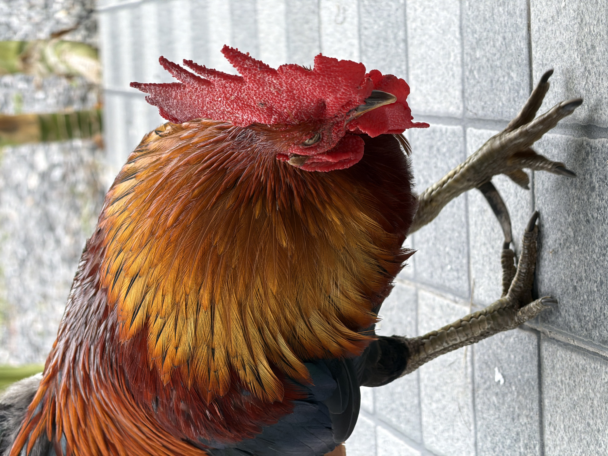 A close-up, eye-level shot features a rooster in the foreground, its vibrant orange and red feathers catching the light. The rooster is facing downwards, its head lowered as if pecking at the ground. Its bright red comb stands prominently on its head, and its beady eye is visible. The rooster's scaly, grey legs and taloned feet are planted on a grey, tiled surface. In the blurred background, two green bamboo stalks stand vertically, suggesting an outdoor setting in Baan Bo Phut, Thailand. The overall impression is of a detailed, naturalistic portrait of the bird in its environment.