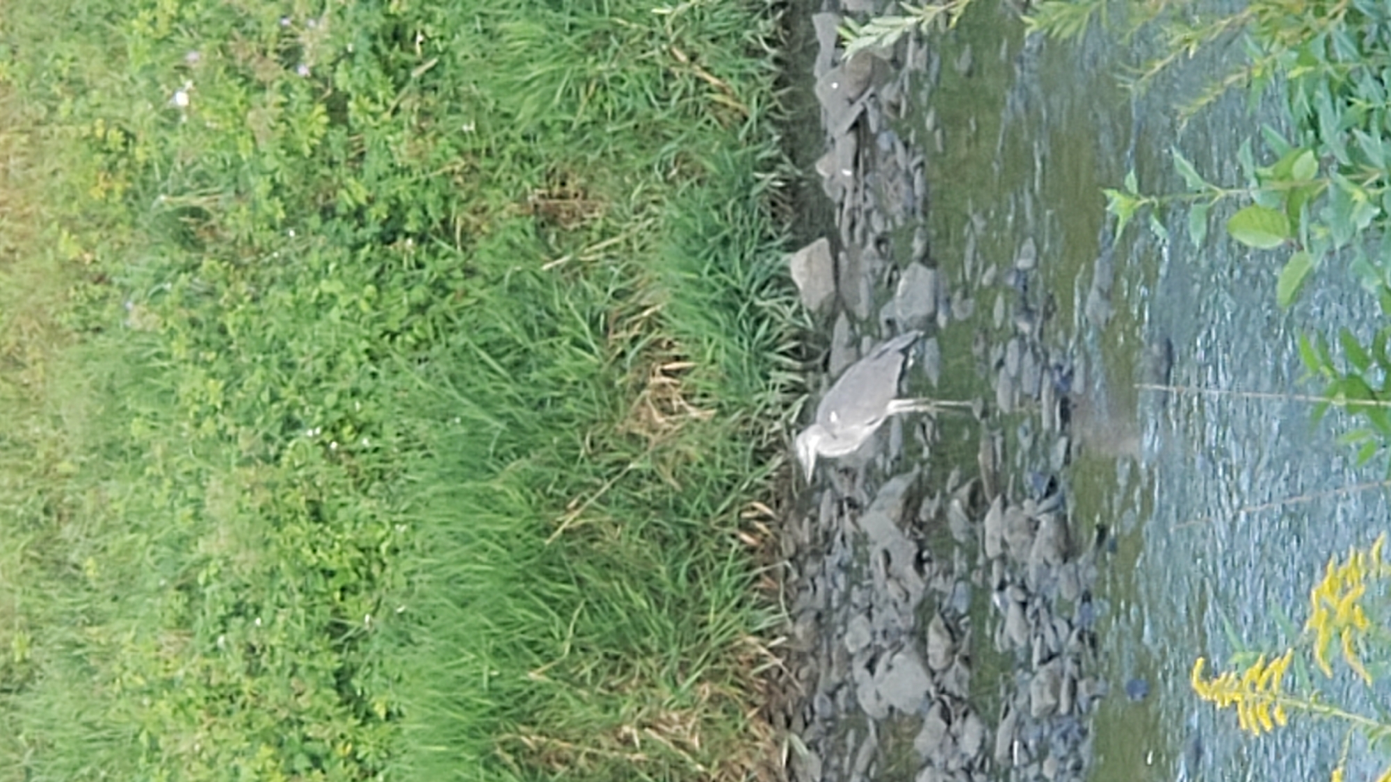 A gray heron stands in shallow water amongst rocks. The heron is facing left and is mostly grey with some lighter colored feathers on its neck. The water is clear with ripples. In the background, there is a grassy bank with green foliage. The scene appears to be a natural area, possibly a park or a riverbank. The location is not specified within the city of Prešov, Slovakia.