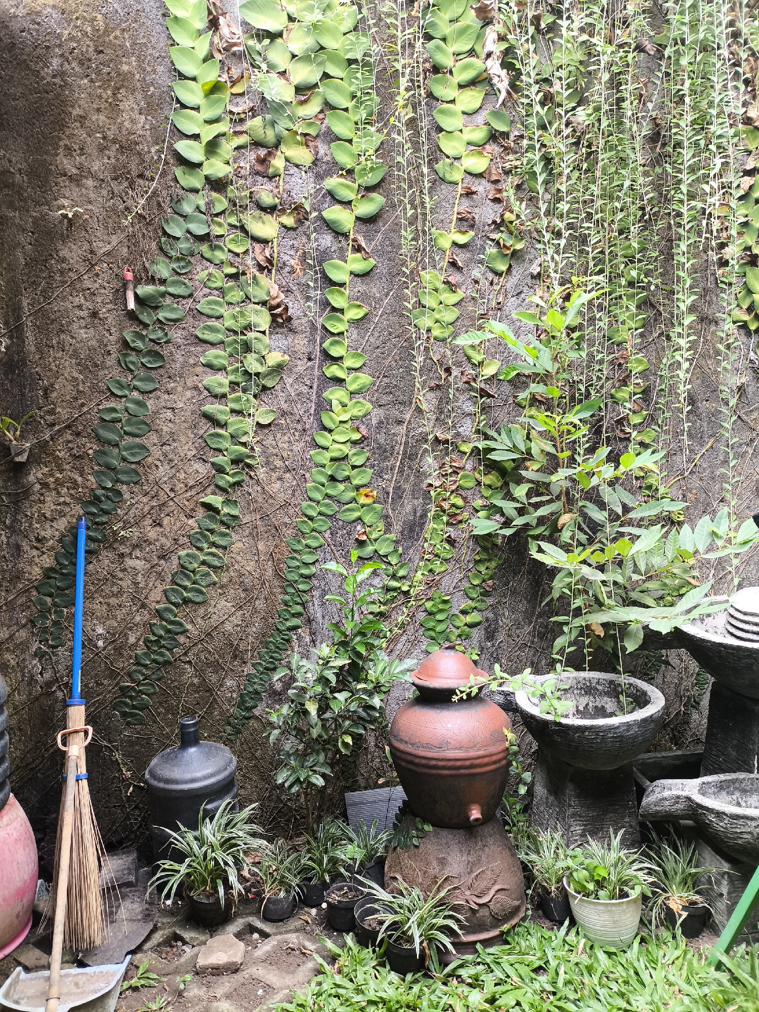 This is an outdoor scene in Gentan, Indonesia, featuring a textured, dark gray stone wall extensively covered with green vines. The wall serves as a backdrop for several objects arranged on the ground. In the lower left, a broom with a blue handle and a dustpan are leaning against the wall. To the right of the broom is a large, black water dispenser jug. In front of the dispenser are several potted plants with thin, variegated green and white leaves.

Further to the right, a large, reddish-brown clay water pot with a lid sits atop a round, textured clay base. Adjacent to this pottery display are more potted plants with similar foliage, and a gray, carved stone water feature or planter. Additional greenery and some scattered stones are visible on the ground between the objects. The overall impression is one of a naturalistic, slightly rustic outdoor corner. There are no people or animals present.