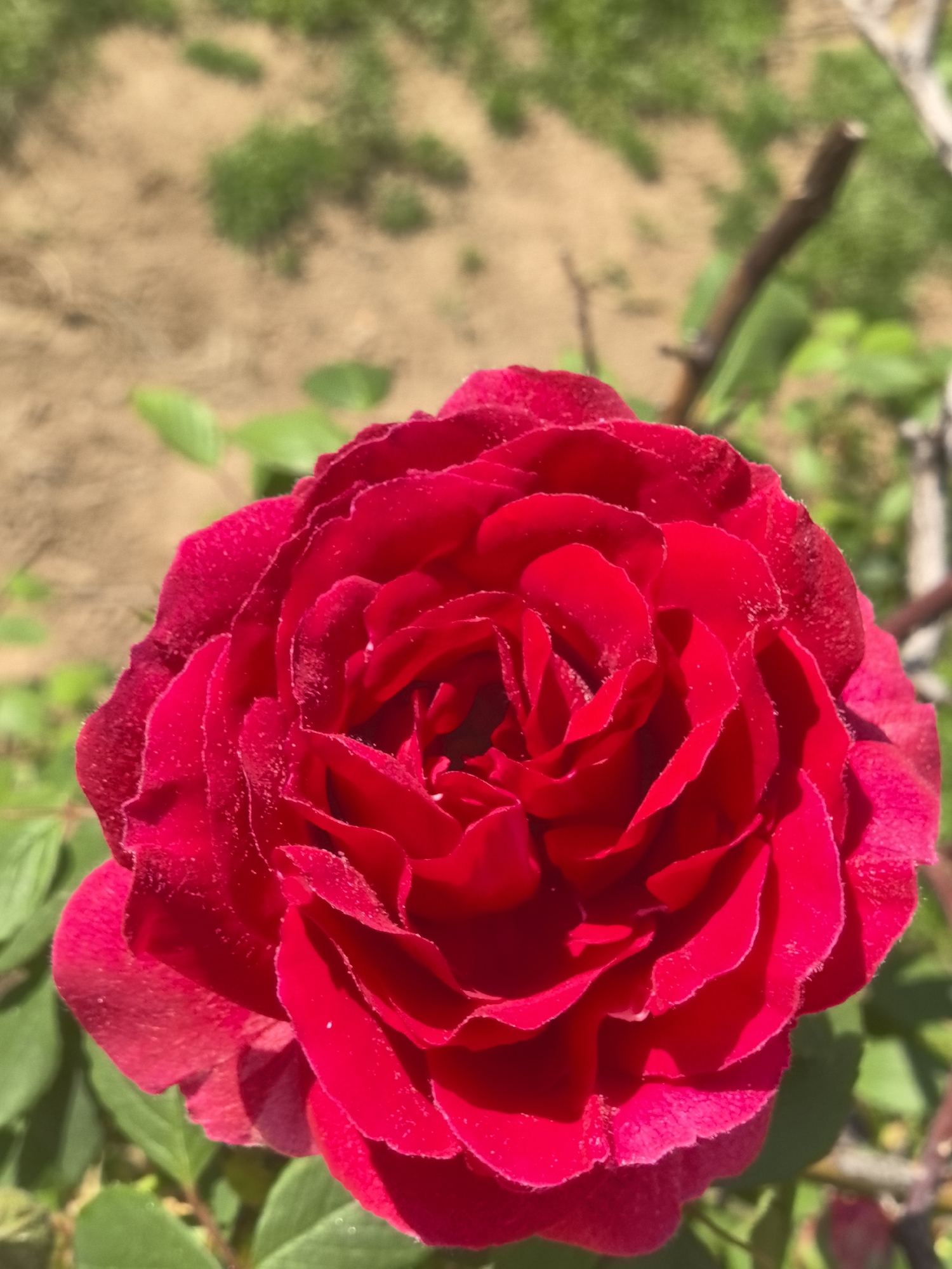 A close-up captures a vibrant red rose in full bloom. The petals are tightly clustered, creating a layered, textured effect. Green leaves and a thin branch are visible in the periphery. The background consists of brown soil and patches of green grass. The photograph was likely taken outdoors in natural daylight. Location information indicates the image was taken in Hrabrino, Bulgaria, though this is not directly evident within the photograph itself.