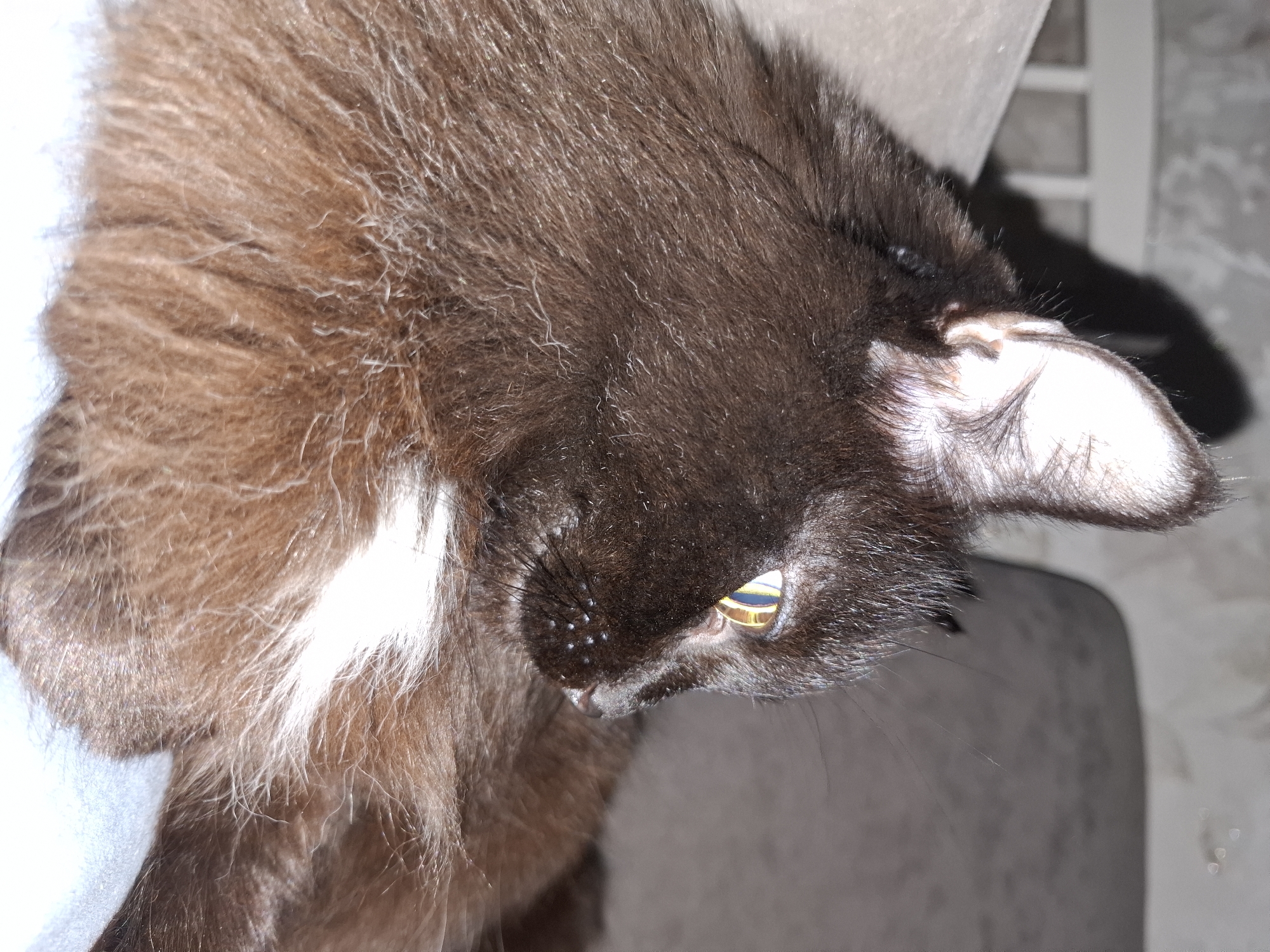 This close-up, high-angle image, taken in Chaikovsky, Russia, features a domestic cat looking towards the right side of the frame. The cat has long, fluffy fur, predominantly dark brown or black, with noticeable reddish-brown or lighter brown undertones, especially visible on its body and parts of its head. Patches of white fur are also visible, suggesting a piebald or bicolored coat pattern.
One of the cat's eyes is prominently featured, a striking yellow or gold color with a dark, vertical pupil that appears to reflect multiple horizontal bands of blue, yellow, and gold light. The inner part of its ear, on the right side of the image, is a light pinkish-white color, with some fine dark hairs along its edges. Several small, light-colored specks are visible on the cat's nose and muzzle area, possibly dust or flakes. Its dark whiskers are partially visible.
The cat appears to be resting or observing something outside the frame. The background is blurred and indistinct, suggesting an indoor setting, possibly showing parts of furniture or a wall with a subtle pattern. The lighting appears to be artificial, highlighting the cat's features and casting soft shadows. There is no visible text in the image.