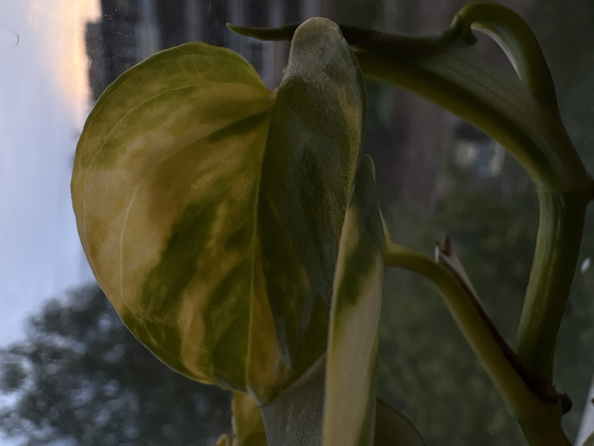 The image shows a close-up of a Pothos plant, also known as Devil's Ivy, with variegated leaves displaying a mix of green and yellow coloration. The plant appears to be indoors, positioned near a window. The background is blurred, but visible elements suggest an urban environment, possibly including buildings and the sky. The details about the location in the city of Izhevsk, Russia, are not confirmed in the image. The focus is on the texture and color variation of the leaves and the form of the plant itself.