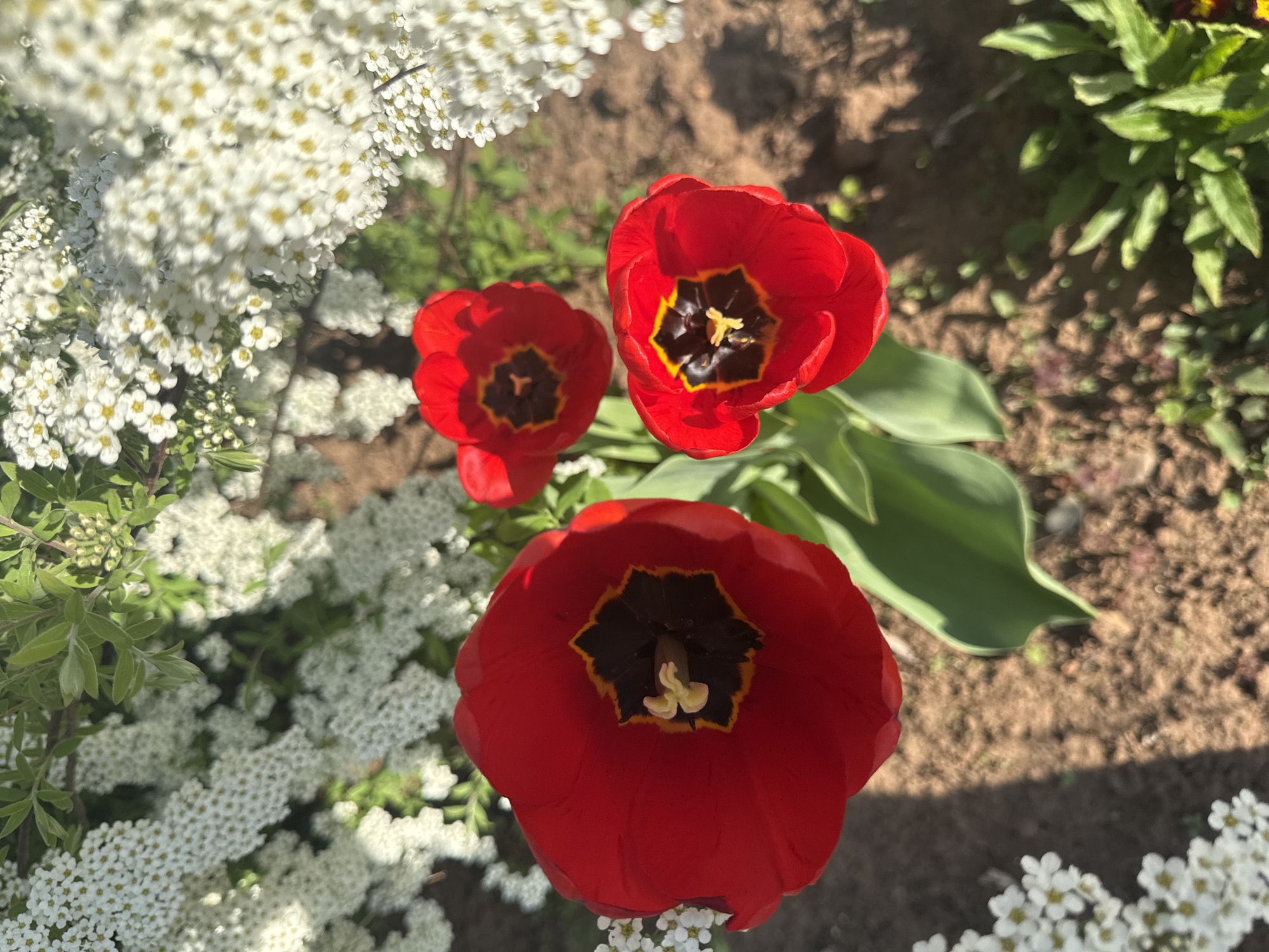 The image shows a close-up, overhead view of three red tulip flowers surrounded by white spiraea flowers and greenery. The background consists of soil and other green plants. The flowers are located in a garden setting, and the lighting suggests it is daytime. No people are visible in the image. The location in the city of Dubovaya, Russia is unknown.