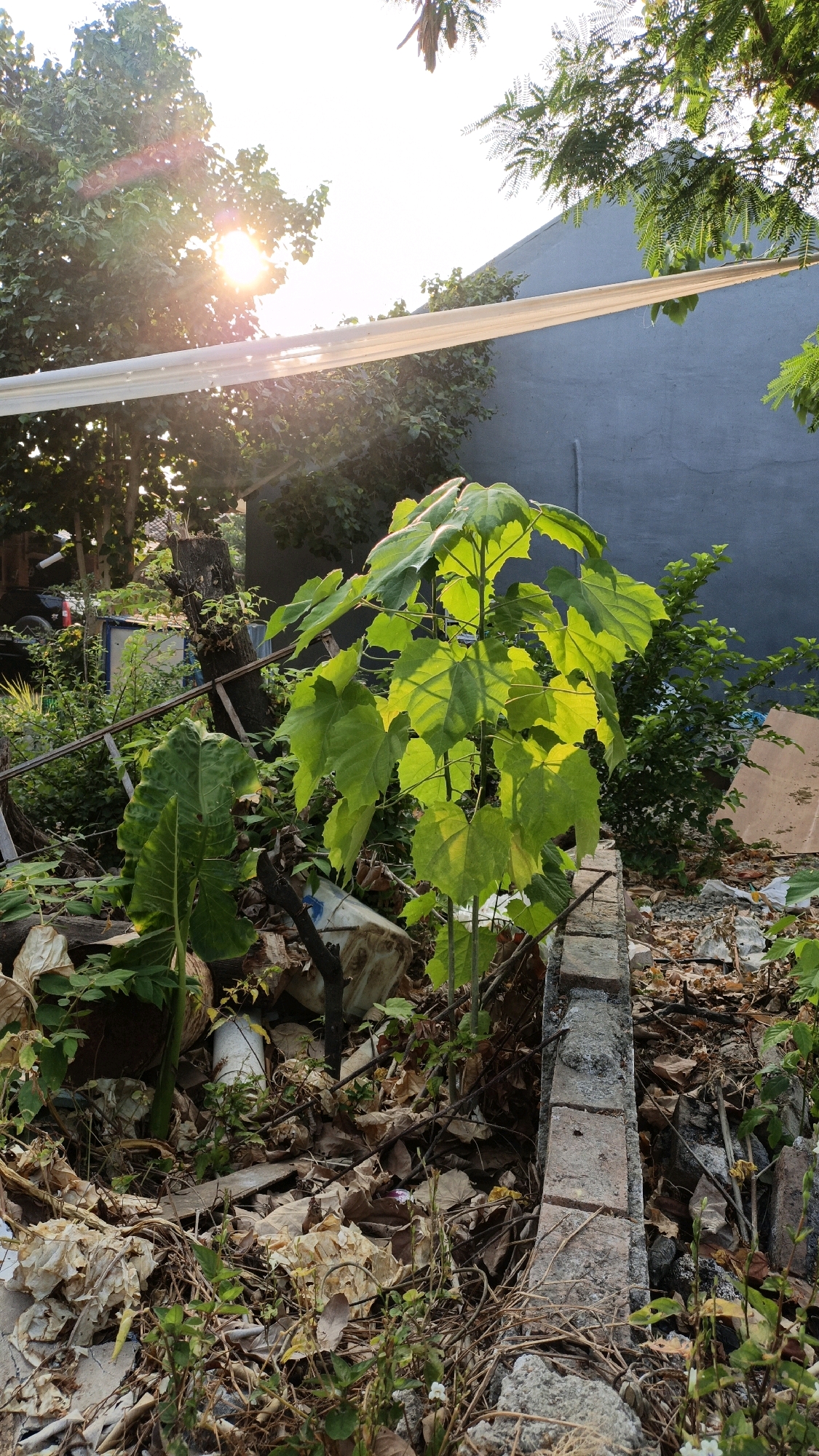 An outdoor, low-angle, medium shot captures a young, leafy plant with large, light-green leaves positioned in the foreground. The plant is surrounded by a cluttered environment of dried leaves, branches, and various pieces of debris, including what appear to be plastic containers and scraps of paper. To the left of the plant, a large, dark green leaf from another plant is visible. A low brick wall runs along the right side of the frame, partially separating the foreground from the background. In the background, a dark gray wall of a building is present, with green foliage and tree branches visible against the bright, hazy sky. Sunlight streams in from the upper left, casting a bright glare and lens flare. The scene appears to be a neglected outdoor space, possibly a backyard or vacant lot, with debris scattered across the ground. The location is Cikal, Indonesia. There are no people or animals visible in the image.