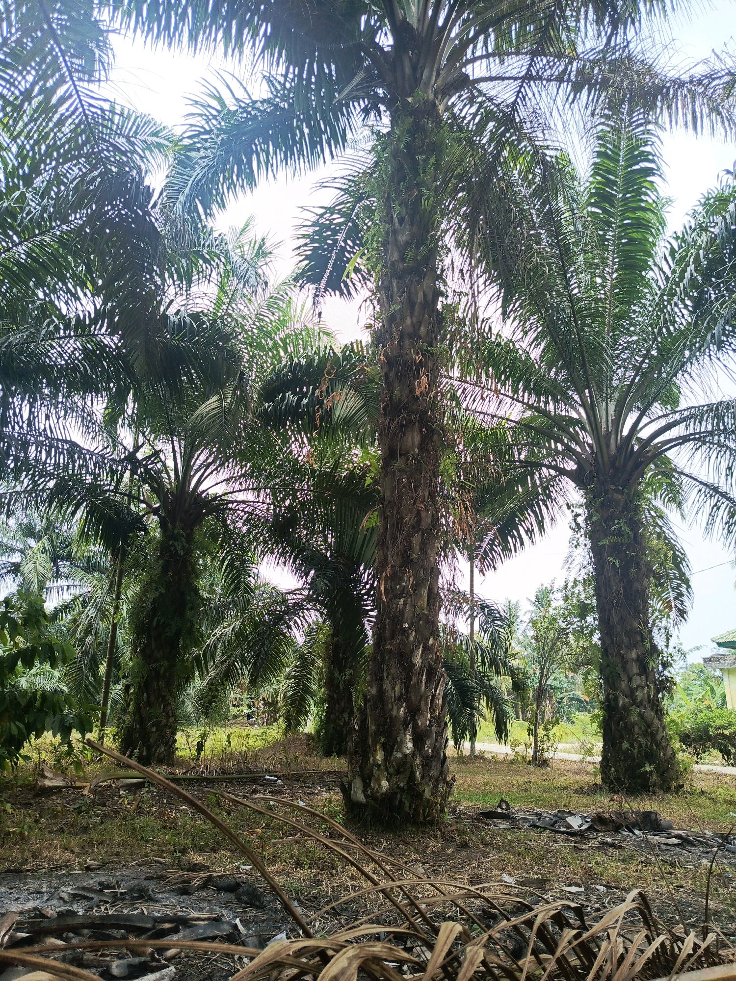 The image depicts an oil palm plantation in Megang Sakti V, Indonesia. The foreground is covered with dry, brown palm fronds and the remains of a small fire. In the mid-ground, several tall oil palm trees dominate the scene, their trunks rough and covered with moss and some vegetation. The canopy of these trees forms a dense green ceiling against a bright, overcast sky. In the background, more oil palm trees extend into the distance, with a few buildings and lush vegetation visible on the right side of the image. The ground between the trees is a mix of dry grass and some scattered debris.