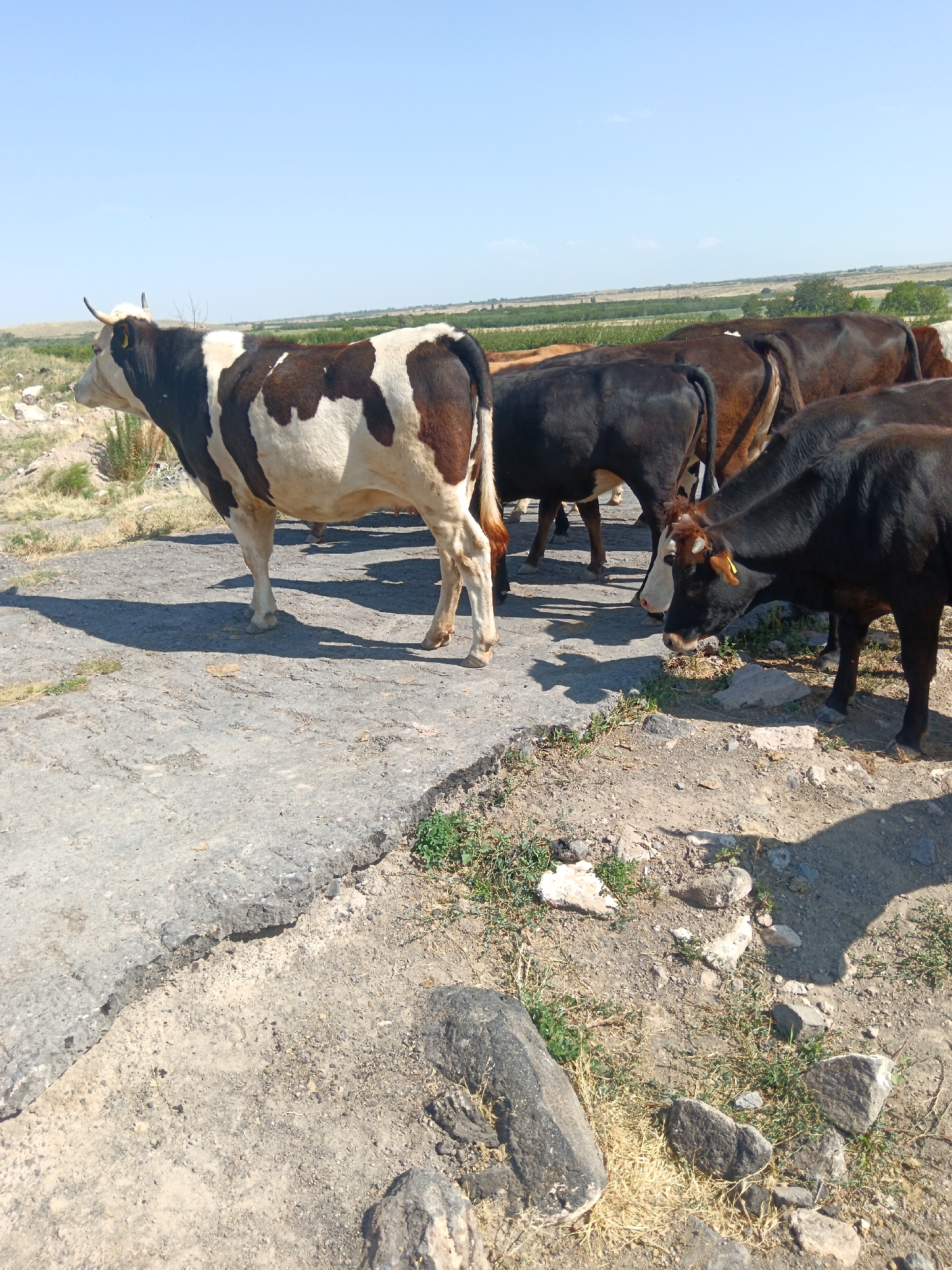 In Aragatsavan, Armenia, a herd of cows stands on a cracked asphalt surface. A black and white cow is in the foreground, facing left, with its head down. Behind it, a group of dark brown and black cows are clustered together, some with their heads lowered. The ground is dry and dusty, with scattered rocks and sparse green vegetation. In the background, a flat landscape stretches to the horizon under a clear blue sky, with some trees and hills visible in the distance. The sun is casting shadows on the ground, indicating a bright, sunny day.