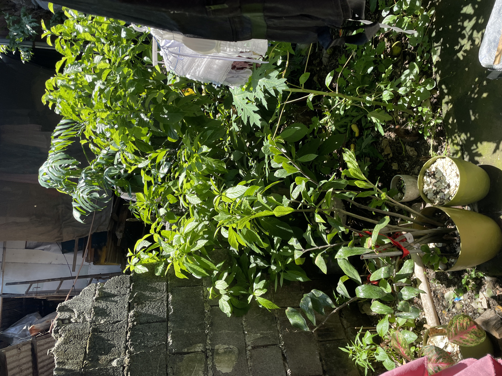 The image depicts a garden or backyard scene in what appears to be Davao City, Philippines. There's a partial view of a cinder block wall in the lower left corner and a glimpse of what appears to be a makeshift or unfinished structure behind it. A variety of lush green plants dominate the frame. Several potted plants are visible to the right of the image. Laundry hanging on a line or rack is visible amongst the foliage. The scene is bathed in bright sunlight.
