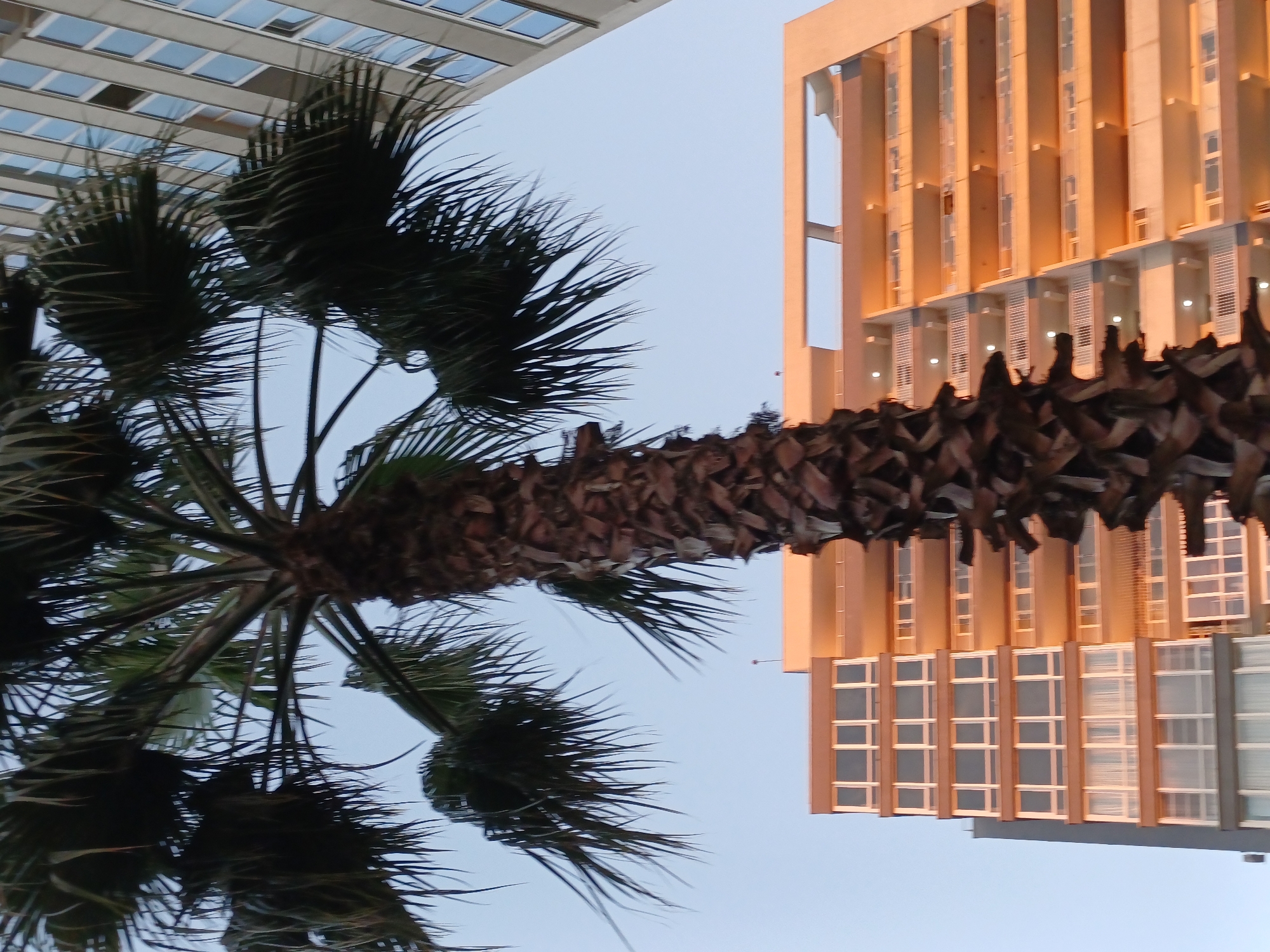 An upward-angle, full shot captures a tall palm tree in the foreground, its textured trunk and dark green fronds dominating the center of the frame. Behind the palm tree, a modern, multi-story building complex is visible. The building on the right has a beige facade with multiple balconies and rows of windows, illuminated by warm, golden light, suggesting either sunrise or sunset. To the left of this building, another part of the complex is visible, featuring a grey facade and more windows. The sky above is a clear, pale blue, indicating daylight. The image appears to be taken in an urban environment, possibly a coastal city like Sochi, Russia, given the presence of palm trees and modern architecture. There are no people or animals visible in the scene.