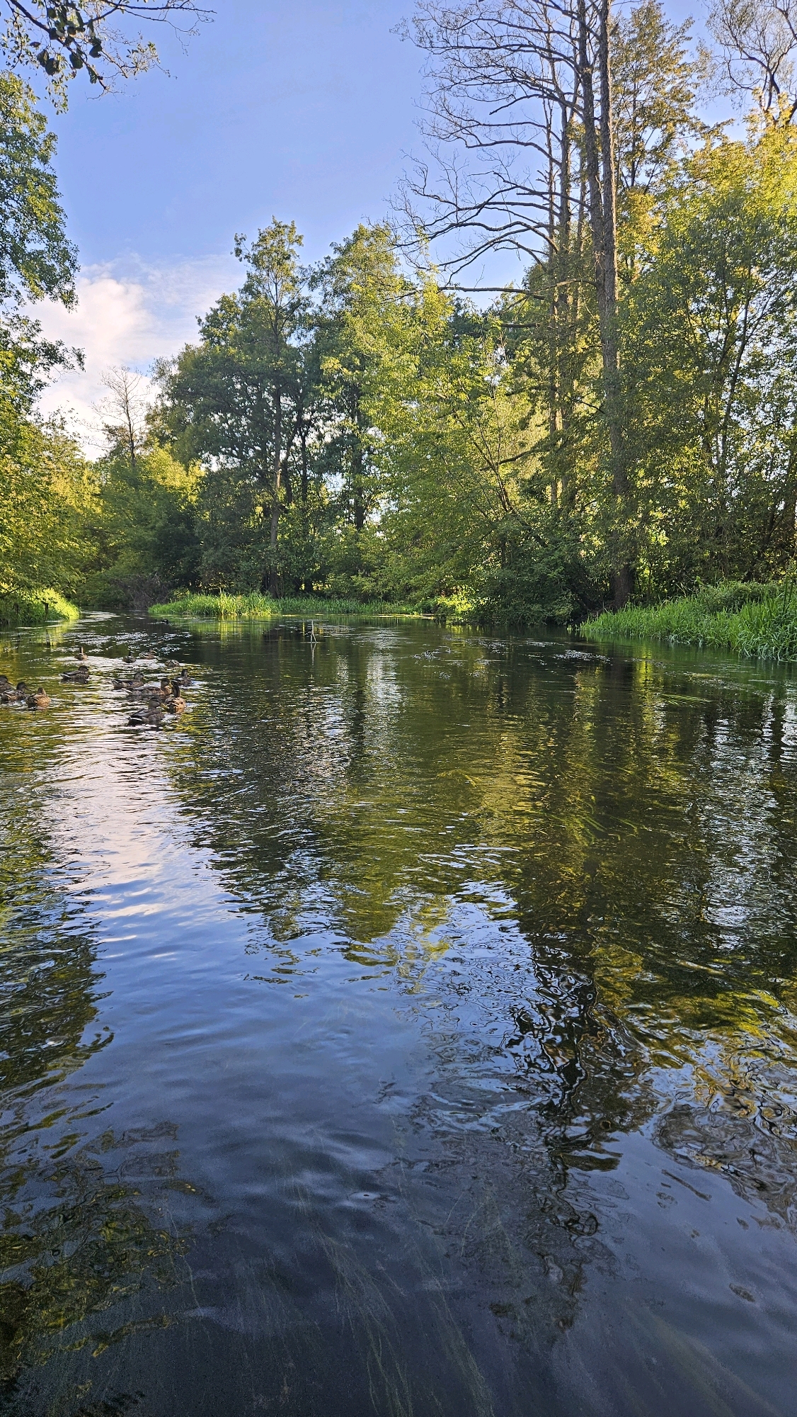 The image depicts a serene river scene surrounded by lush green trees. The water is clear and reflects the surrounding foliage and the blue sky. Several ducks are swimming in the river, creating ripples on the surface. The trees form a dense canopy along the riverbanks, with some bare branches visible against the sky. The overall impression is one of natural beauty and tranquility. The location is unknown.