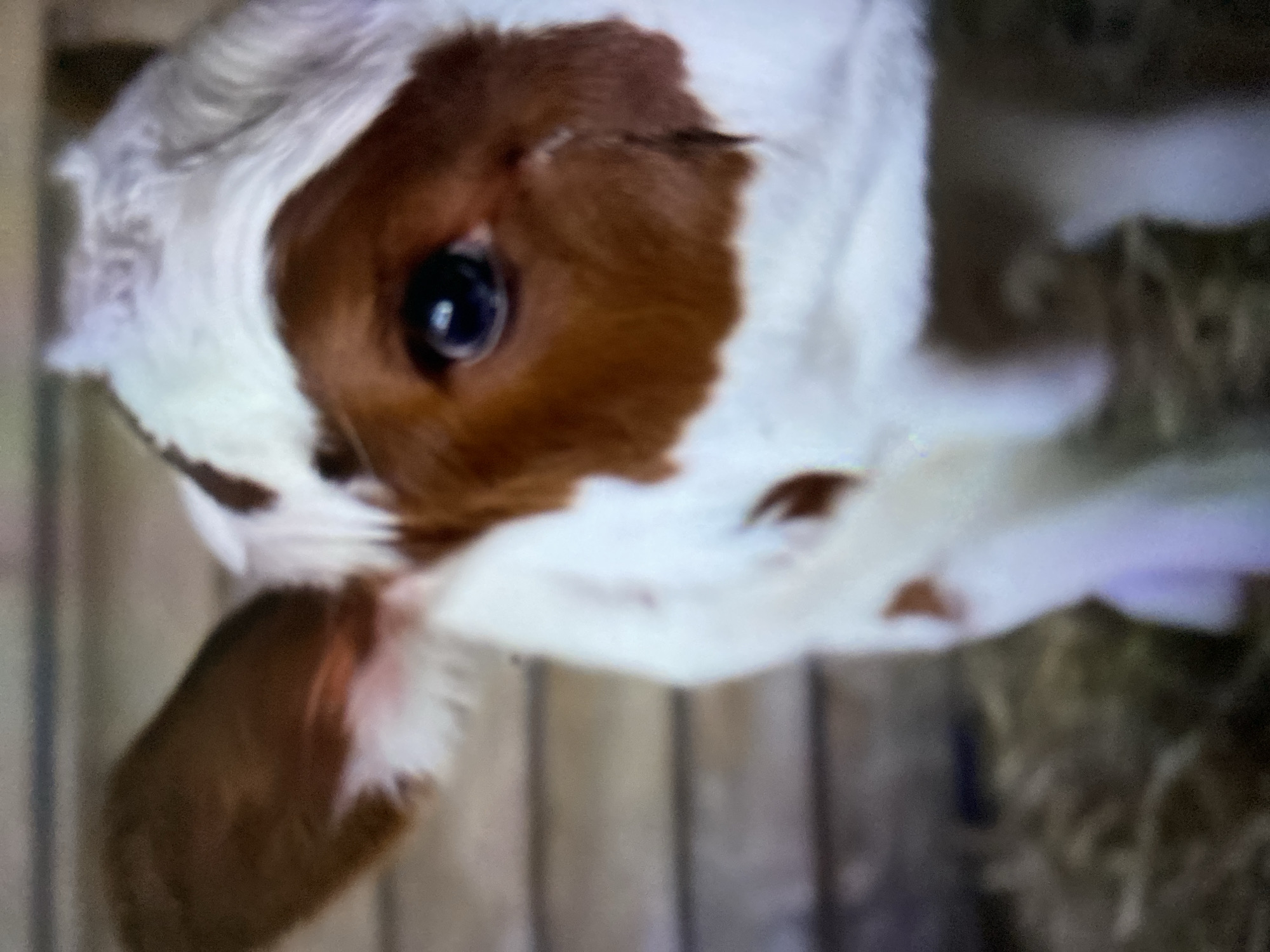 A close-up, slightly blurred photograph shows a brown and white calf. The calf's head is turned to the side, and one dark eye is visible. The background includes what appears to be a wooden fence and straw. The location is Tinaquillo, Venezuela.
