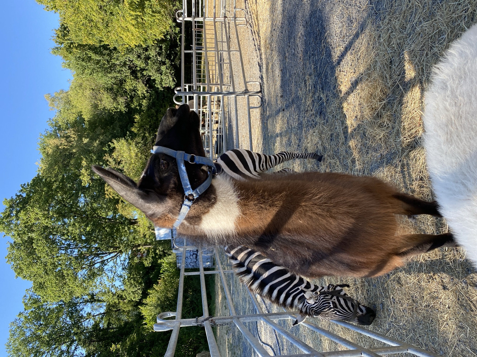 The image shows an outdoor enclosure with two animals, a llama and a zebra, in a fenced area. The llama, in the foreground and to the right, has brown fur and is wearing a blue halter. A zebra with black and white stripes is visible behind the llama, to the left, and appears to be grazing. The ground of the enclosure is covered in hay and gravel. Metal fences are visible around the perimeter of the enclosure. Trees and greenery are in the background, suggesting a rural or park-like setting. The sky is clear and blue, indicating sunny weather. The scene is located in Altenkirchen, Germany.