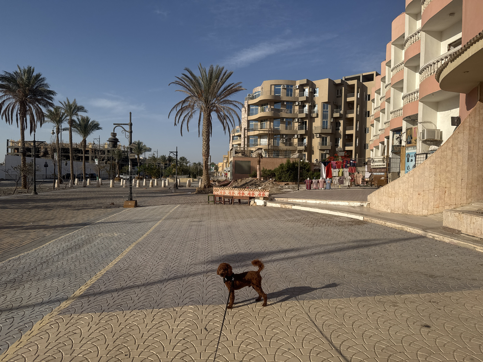 A medium shot depicts a brown poodle on a leash in a plaza. The plaza is paved with textured, light-colored stones. In the background, there are several palm trees, buildings of various architectural styles, and stalls with clothing on display. The sky is clear and blue. The location is assumed to be in an urban environment with tourist activity.