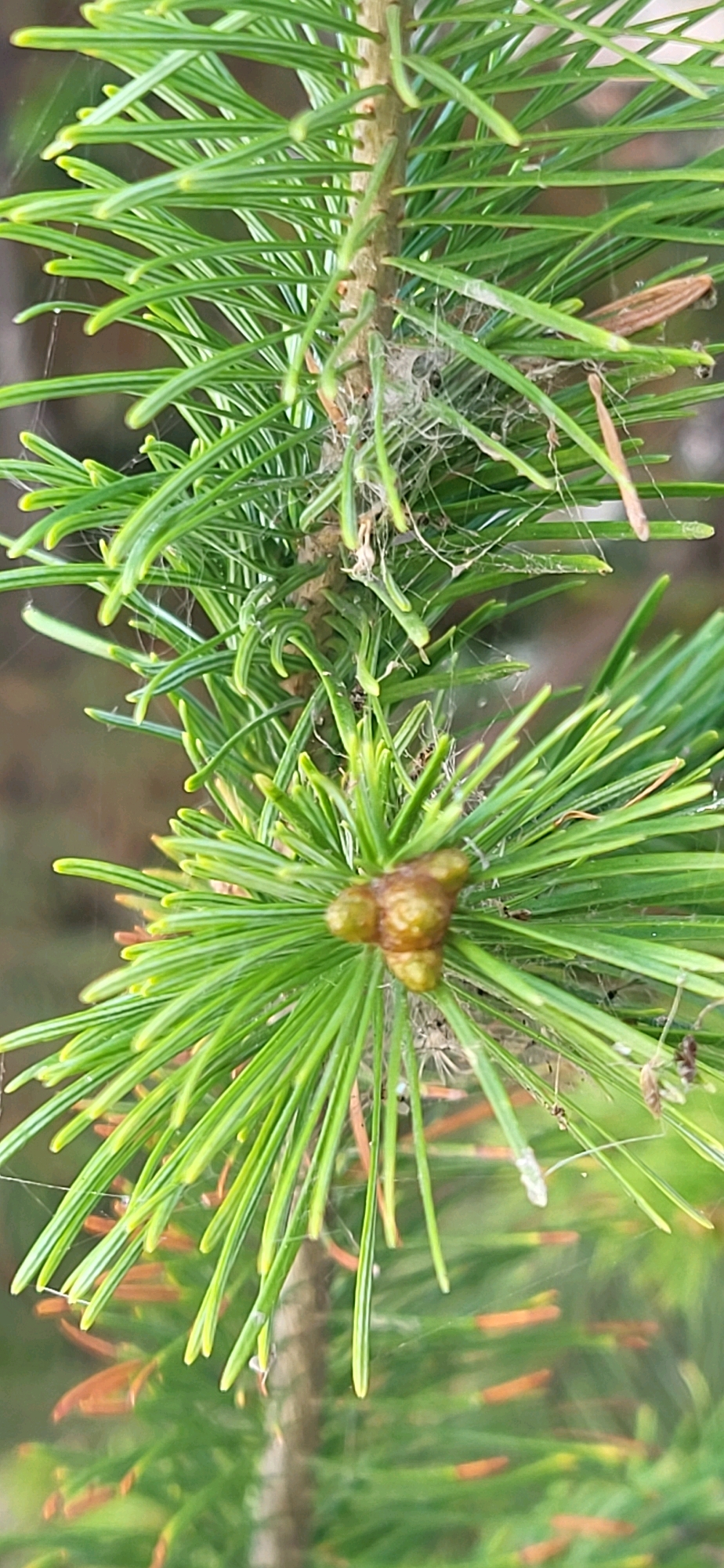 A close-up, vertical, natural light, medium shot shows a conifer branch covered in fine, white spiderwebs. The branch is laden with needles and a small, brown, multi-lobed growth at the tip. The background is blurred, showing hints of more green needles and brown organic matter. The scene appears to be in an outdoor, natural environment, possibly a park or forest area in Oskemen, Kazakhstan. There are no people or discernible actions taking place.