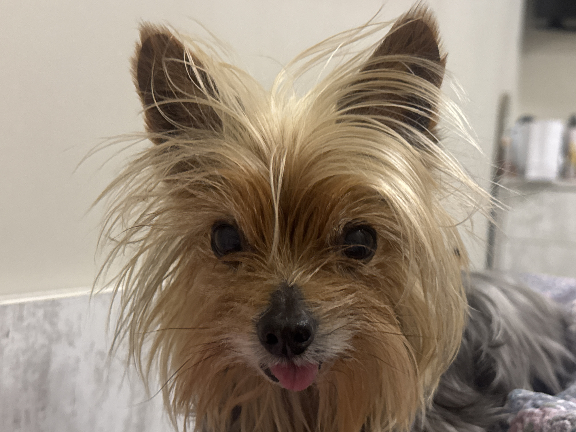 A close-up shot shows a Yorkshire Terrier dog with tan and blonde fur and upright, pointed ears. The dog has a black nose and dark eyes, and its tongue is slightly protruding. The background is a blurred off-white and grey. The image does not provide any information about the location, city or country.