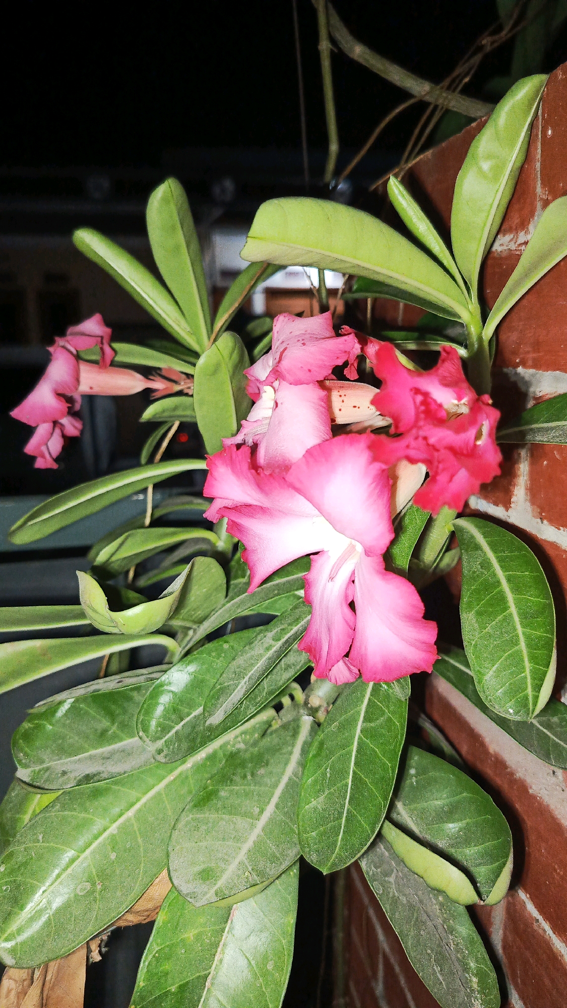 In Babadan, Indonesia, a close-up, eye-level, vertical shot captures a cluster of vibrant pink Adenium flowers, commonly known as Desert Roses, in bloom. The flowers, with their characteristic trumpet shape and delicately ruffled petals, exhibit a gradient of color from deep magenta at the edges to soft white at the center. Several blooms are in focus, showcasing their intricate details and a few are slightly blurred, indicating motion or depth of field. They are surrounded by lush, thick green leaves, some of which appear dusty, suggesting an outdoor or greenhouse environment. The background is dark and indistinct, with hints of what might be a brick wall to the right, rendered in a warm, reddish-brown hue. A thin, dark vine or branch is visible stretching across the top of the frame, adding a natural, organic element to the composition. The lighting appears to be artificial, casting subtle shadows and highlighting the textures of the petals and leaves. The image has a slightly desaturated, naturalistic color palette, with the pink of the flowers and the green of the leaves being the dominant tones.