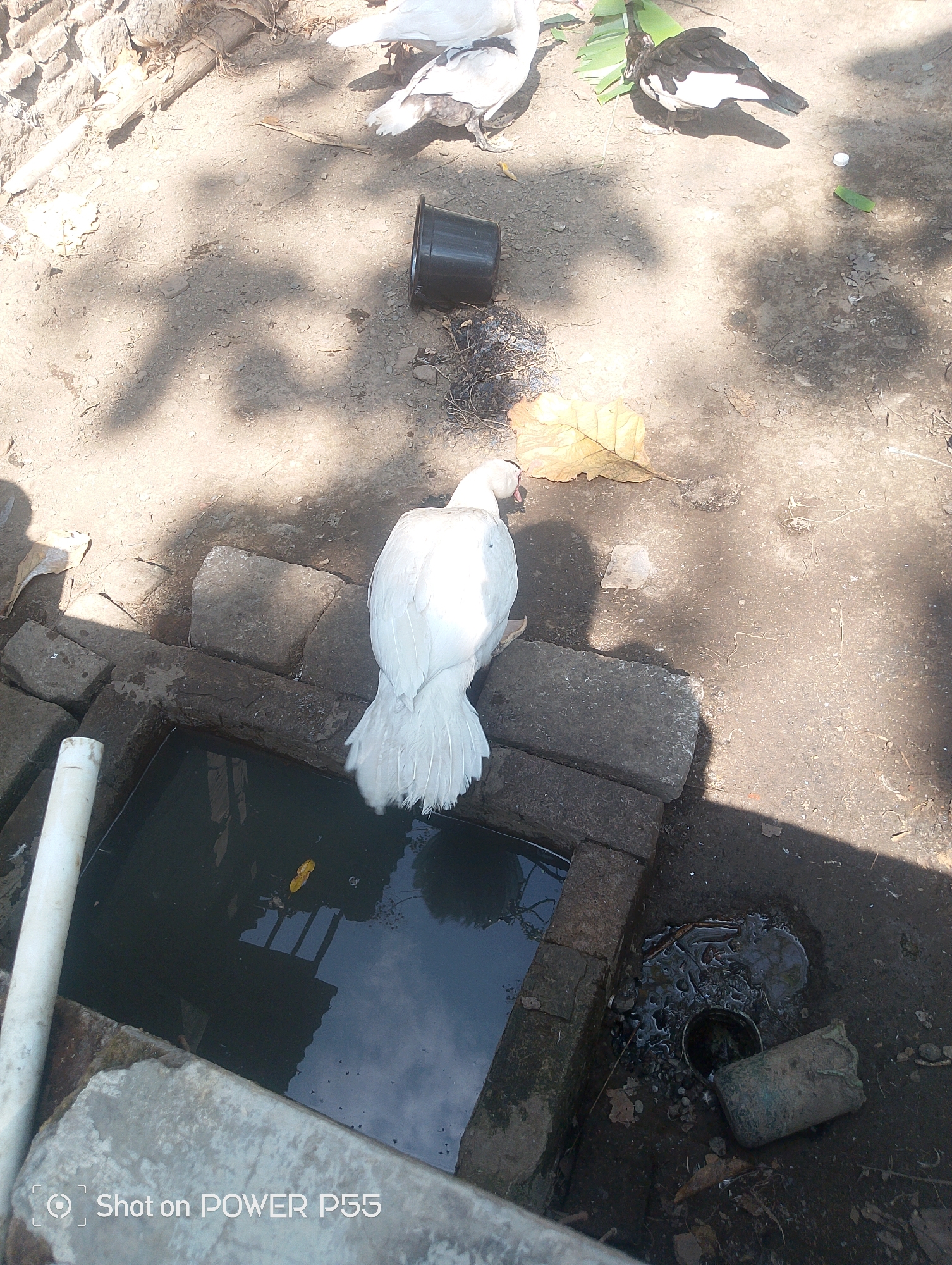 In Lebaksiu, Indonesia, a white duck stands near a water source, possibly a well or drain, surrounded by dry ground and debris. To the right, a black and white bird pecks at banana leaves. The scene is illuminated by sunlight, casting shadows from foliage overhead. The ground is dusty and scattered with small stones and dried leaves. A black plastic cup and a partially buried cylindrical object are visible on the ground. The water source is bordered by rough stones. The overall impression is one of an outdoor, possibly rural, setting.