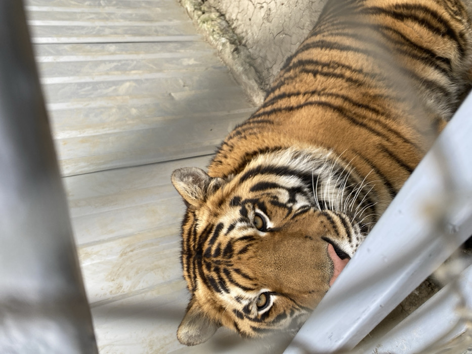 A tiger (Panthera tigris) is captured in a medium close-up, gazing directly forward. The animal displays characteristic orange and white fur with prominent black stripes across its body and head. Its eyes are light in color, and its nose is pink. The tiger's head is slightly tilted down, with the lower portion of its face, including the muzzle and part of the nose, partially obscured by two blurred grey metal bars running diagonally across the lower foreground, suggesting an enclosure. Behind the tiger, a vertical corrugated metal wall with a light, weathered appearance is visible, forming the background. To the lower right, a section of dry, cracked earth or concrete structure is present. The scene is located in the city of Vranje, Serbia.
