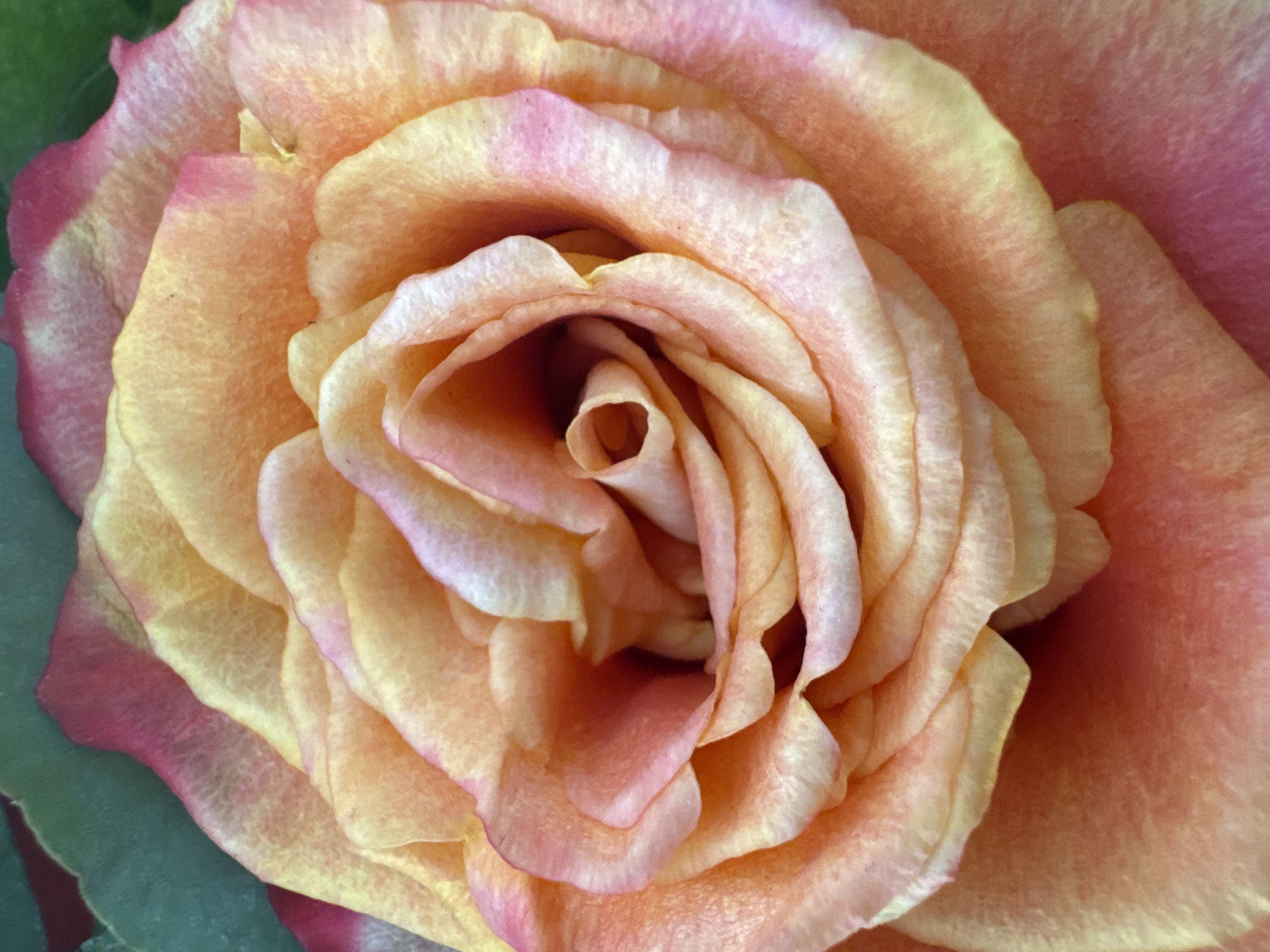 This is a close-up, top-down, macro photograph of a peach and pink rose. The petals are layered and swirled, with a gradient of color that transitions from a deep pink on the outer edges to a lighter peach and yellow towards the center. The texture of the petals is visible, showing subtle veins and a slightly velvety surface. The background is a soft blur of green and hints of darker pink, suggesting foliage and the edges of other petals. There are no people, specific objects, or actions depicted. The image is focused solely on the intricate details of the rose bloom. There is no information available about the location in the city of Katowice, Poland, as this is a purely botanical subject.
