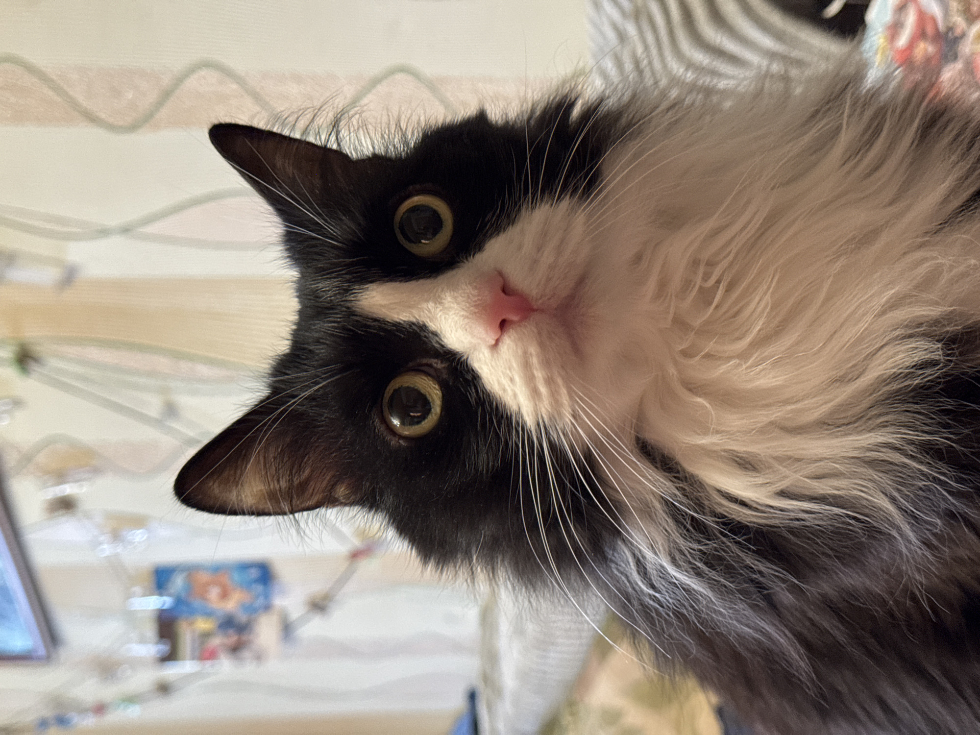 A close-up, tilted view of a black and white cat with wide, golden-green eyes. The cat's face is partially white, particularly around its nose and mouth, which are pink. The cat's ears are triangular and black. The background is blurred, suggesting an indoor environment, with a glimpse of a patterned surface visible. There is no evidence to suggest that this photo was taken in Izhevsk, Russia.