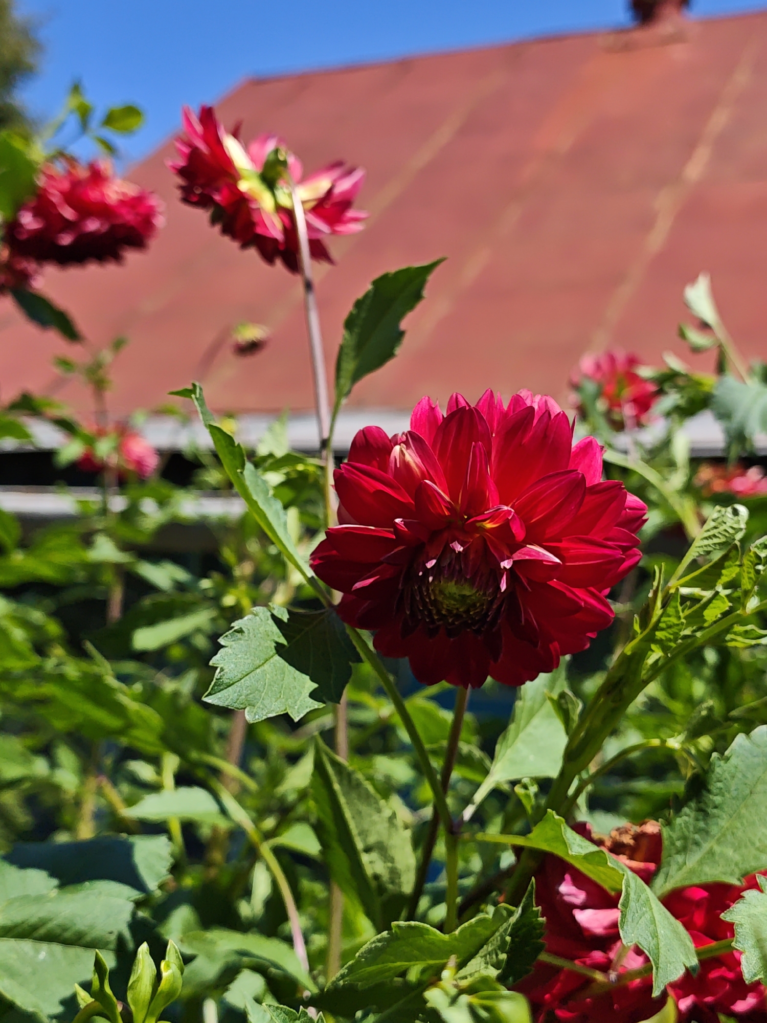 A close-up, low-angle outdoor shot focuses on a vibrant red dahlia flower in the foreground, its petals layered and textured. Behind it, a blurred red roof with visible shingles is seen against a clear blue sky, suggesting a building in Parkhomivka, Ukraine. Several other red dahlias, both in bloom and as buds, are interspersed with lush green foliage, some appearing in sharp focus and others softly blurred. The overall impression is of a sunny day in a garden setting.