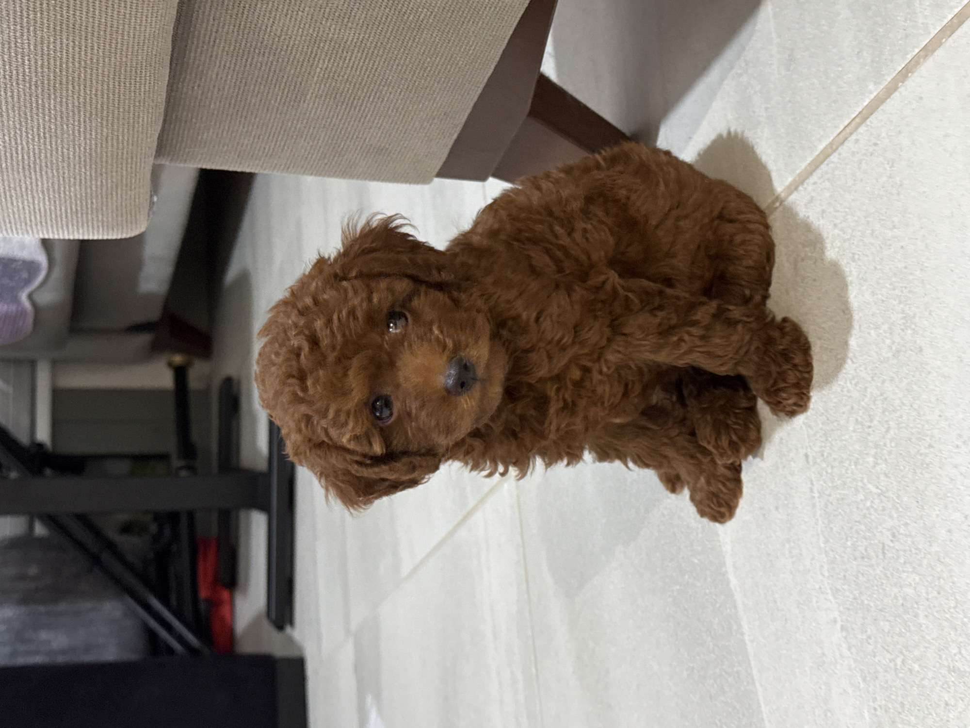 A brown poodle puppy sits on a tiled floor indoors. The puppy has curly fur and dark eyes. In the background, a portion of a beige couch and some furniture with dark legs are visible. The lighting suggests an indoor environment.
