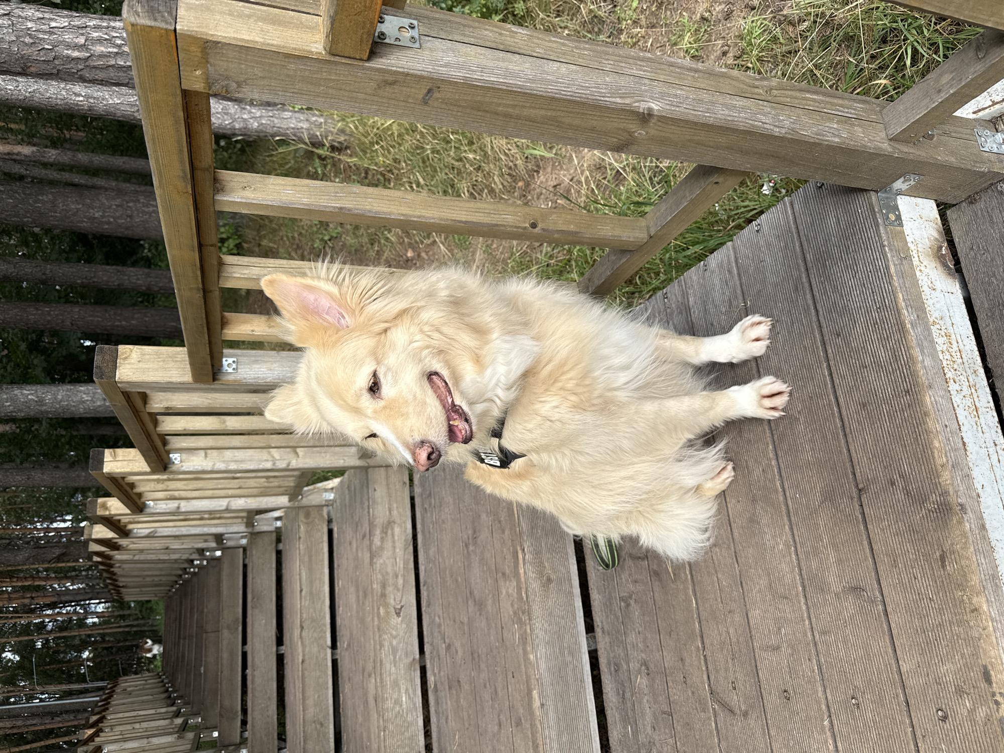 A cream-colored dog with a black harness sits on a wooden boardwalk, facing left. The dog has its mouth slightly open and its tongue visible. Behind the dog, a wooden staircase with railings ascends a slope. Trees with dark trunks and green foliage line the upper portion of the staircase. The boardwalk is made of weathered wooden planks. The overall environment appears to be an outdoor recreational area, possibly a park or nature trail, given the presence of the staircase and trees. The location is identified as Chaikovsky, Russia.