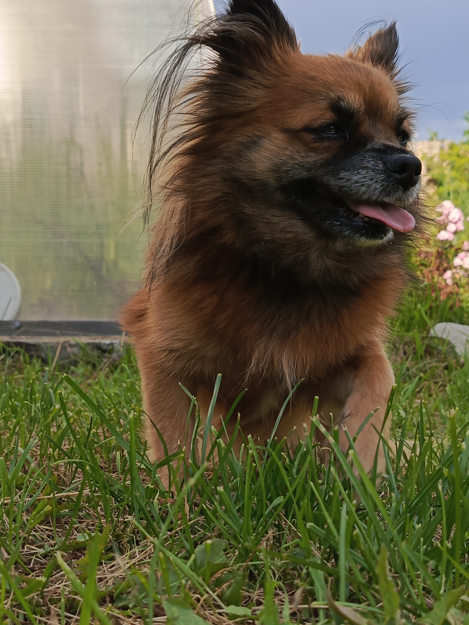 A medium shot shows a medium-sized dog with reddish-brown fur and pointed ears sitting in a grassy yard. The dog is looking to the right with its tongue hanging out. The background is blurred, but appears to be a garden with some pink flowers and a greenhouse with a translucent wall. The sky is partly cloudy and appears to be a late afternoon or early evening sky. The overall mood of the image is relaxed and peaceful. The dog's fur is somewhat disheveled, giving it a wild or windswept appearance. The grass in the foreground is green and appears to be freshly mown. The image is likely taken in Kauchuk Stantsiya, Russia. There is no visible text in the image.