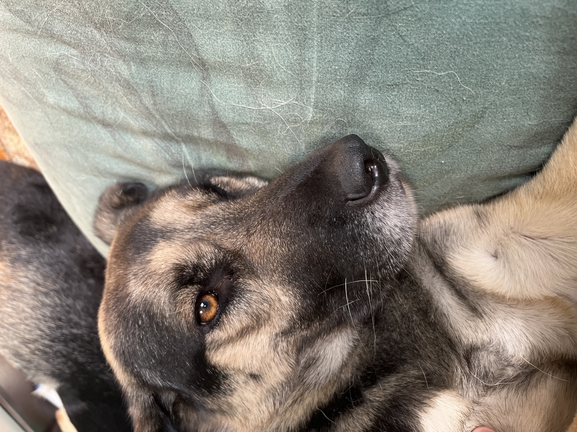 A close-up, eye-level shot shows the head of a German Shepherd-mix dog resting on a green, textured surface, likely a cushion or blanket. The dog's fur is a mix of black, brown, and tan. Its right eye, with a bright amber iris, is clearly visible and open, while the left eye is mostly closed. The dog's black nose is also in focus, appearing moist. The background is blurred, showing a hint of another dark-furred animal behind the main subject. The green surface is covered with a significant amount of white dog hair. There are no discernible landmarks or features that would indicate a specific location within the city of Nizhny Tagil, Russia. The image captures a moment of rest for the animal.
