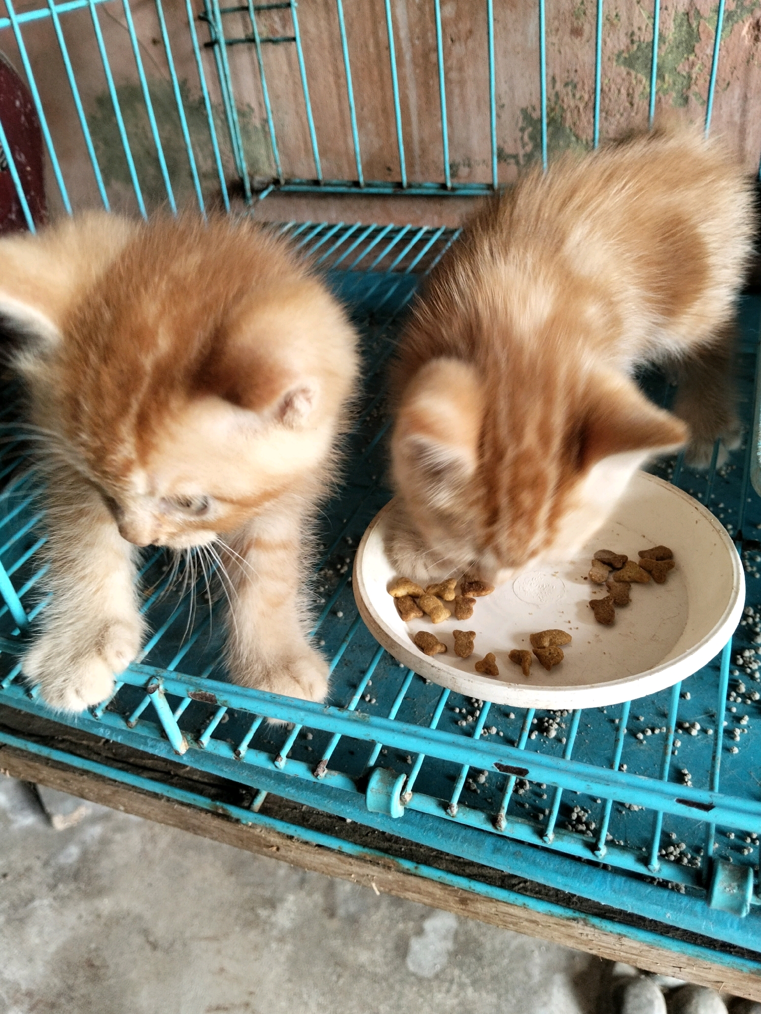 Two ginger kittens are eating from a white bowl of kibble placed on a blue metal cage. The kitten on the left is looking down towards the kibble, while the kitten on the right is actively eating. The cage is situated on a wooden surface, and a concrete floor is visible beneath. The background consists of wooden planks and metal bars. The overall environment appears to be an outdoor or semi-outdoor setting, potentially a backyard or animal enclosure, with natural light illuminating the scene. The location is the city of Arang Limbung, Indonesia.