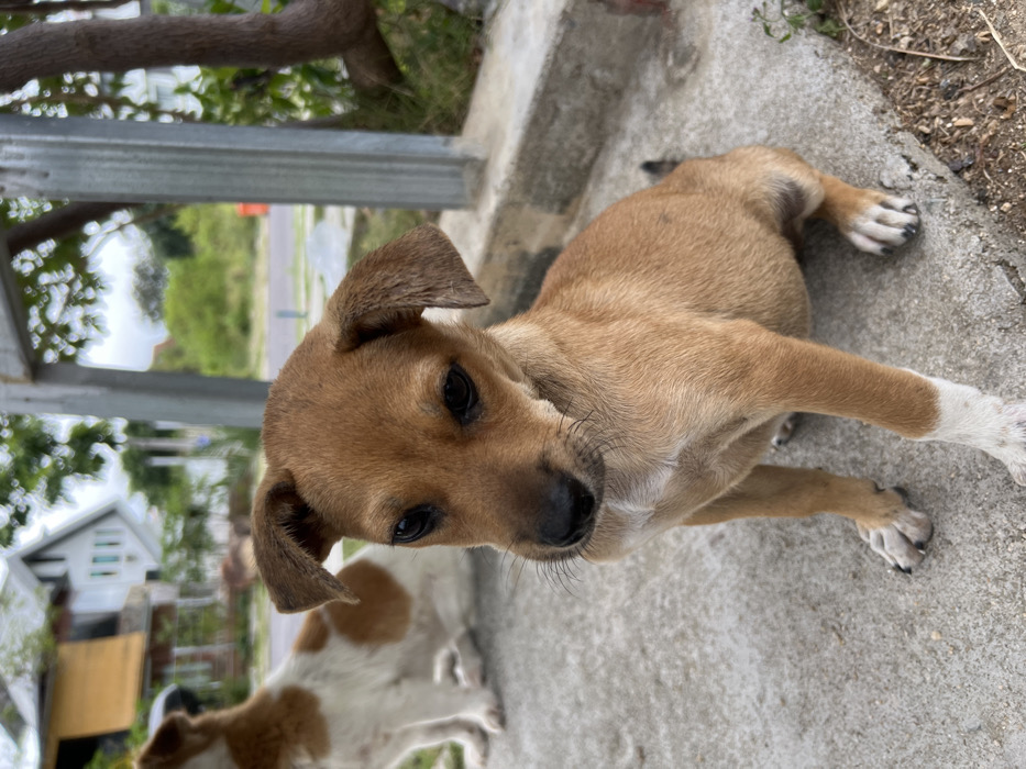 A tan puppy with a black nose and dark eyes is standing on a concrete surface, looking up at the camera. A white spot is visible on the puppy's front right paw. Another dog, white with brown spots, is visible behind the puppy. In the background, there is a building with a white exterior and a yellow accent, along with some greenery and trees. A metal structure is situated in the upper left portion of the image.