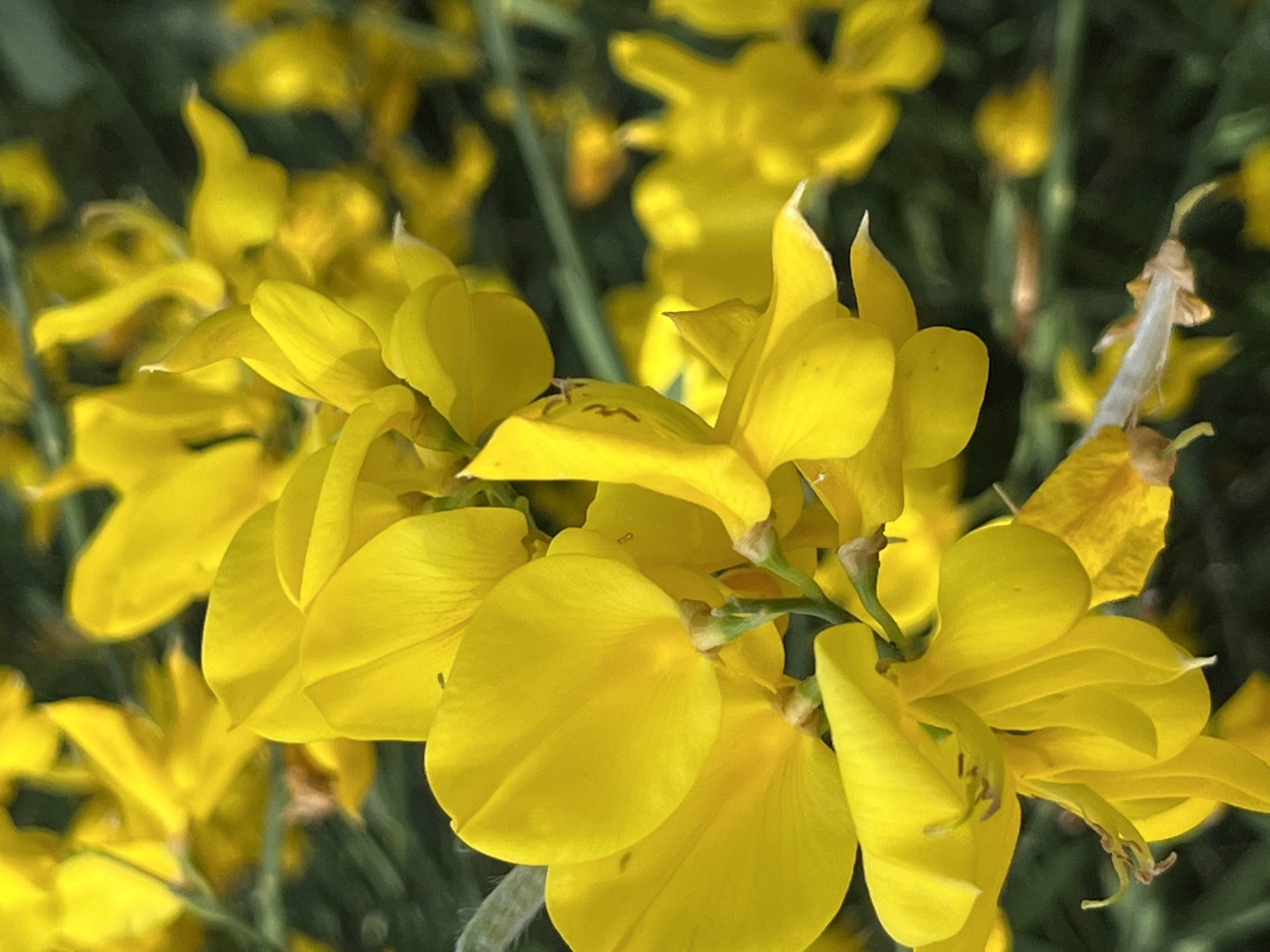 A close-up, high-angle shot captures a cluster of vibrant yellow flowers against a blurred green background. The flowers are the primary focus, with their petals appearing smooth and delicate. Some flowers are fully bloomed, displaying their broad, petal-like structures, while others are in various stages of opening. The lighting highlights the luminous quality of the yellow petals, creating subtle shadows and variations in tone. The background consists of out-of-focus green foliage, suggesting a natural outdoor setting. The image is tightly cropped, emphasizing the texture and form of the flowers. The scene is devoid of any human presence or identifiable landmarks, making it impossible to determine a specific location within a city.