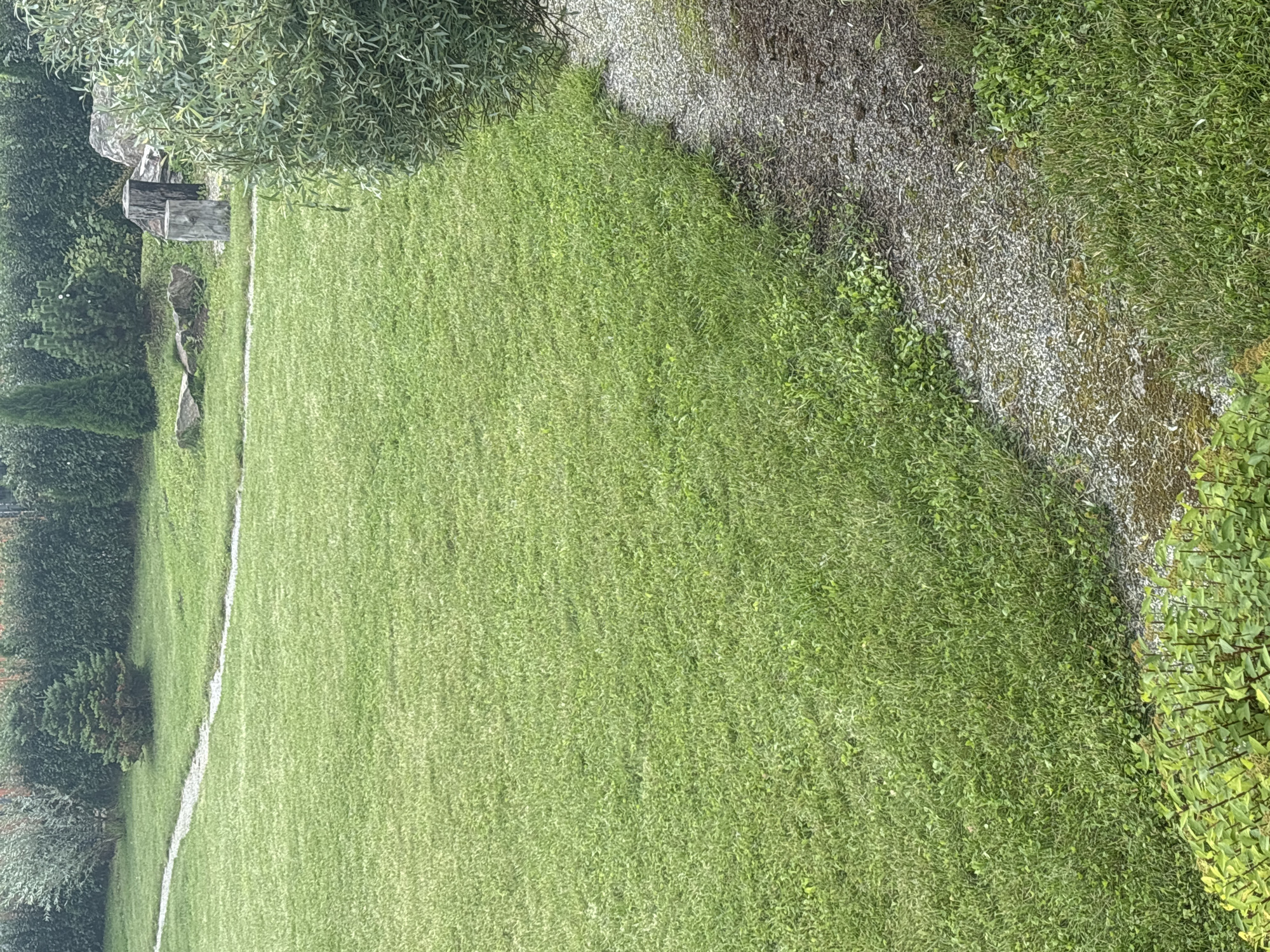 The image depicts a section of a well-maintained garden or park area. A lush green lawn dominates the foreground and midground, with a winding gravel path cutting through it. In the background, a dense, dark green hedge forms a backdrop, with several trees, including two conifer-like trees and a smaller, bushy evergreen, interspersed along the hedge line. To the right of the lawn, a large, bushy green tree with thin leaves extends into the frame, partially obscuring another gravel path. In the midground, near the hedge and trees, are several large rocks and two thick, upright tree stumps, suggesting a deliberate landscape design. The overall impression is one of a serene and orderly outdoor space. The image does not contain any people or visible evidence of specific actions or interactions. The scene is consistent with a private garden or a public park in Zvenigorod, Russia.