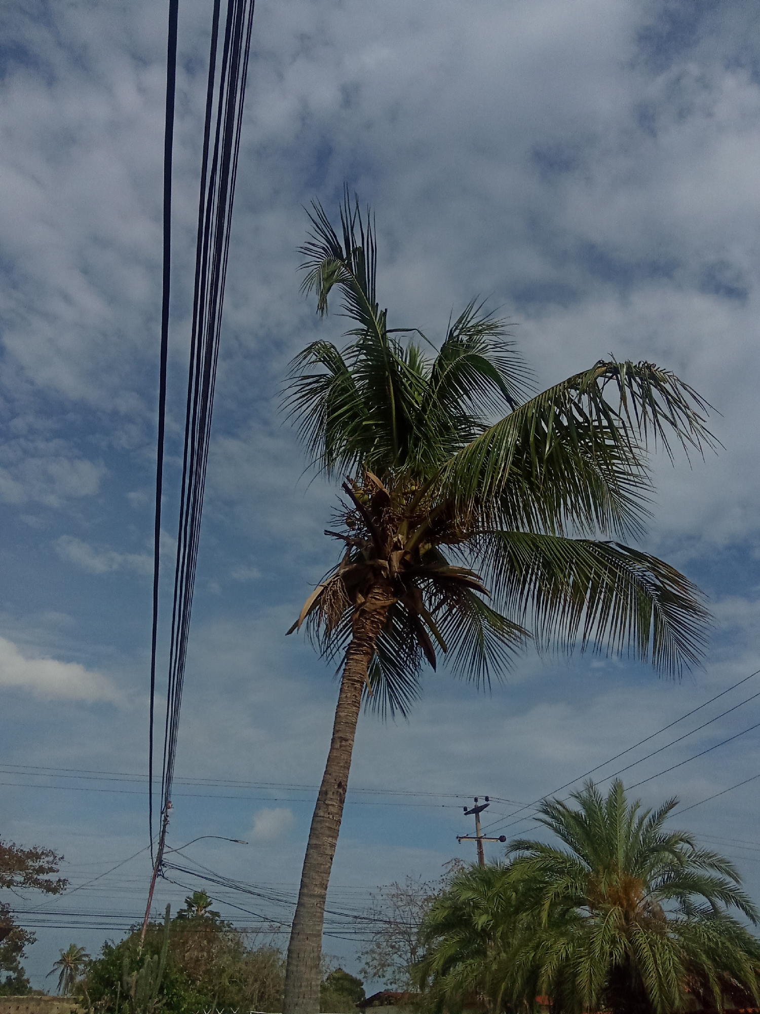 The image shows a palm tree in Juan Griego, Venezuela. The sky is blue with scattered clouds. Electrical wires are visible in the foreground. A smaller palm tree is in the background. Other vegetation is present in the lower portion of the frame. There are no people visible.