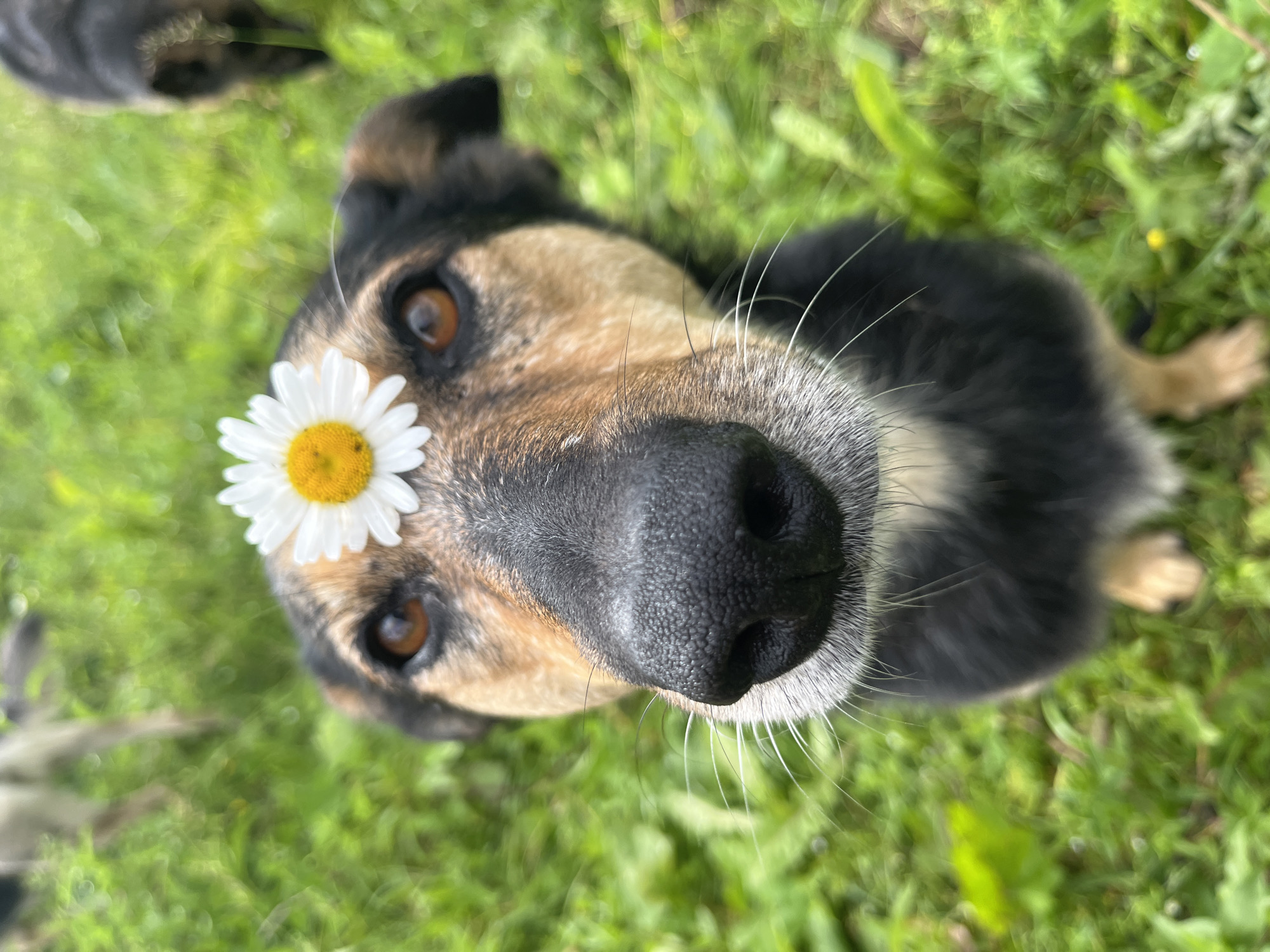 The image is a close-up, low-angle shot of a dog in a grassy outdoor area. The dog has brown and black fur and a daisy placed on its forehead. Its nose is prominent, and its eyes are looking towards the camera. In the background, out of focus, are two other dogs and lush green grass. There is no information in the image to suggest a location in Nizhny Tagil, Russia.