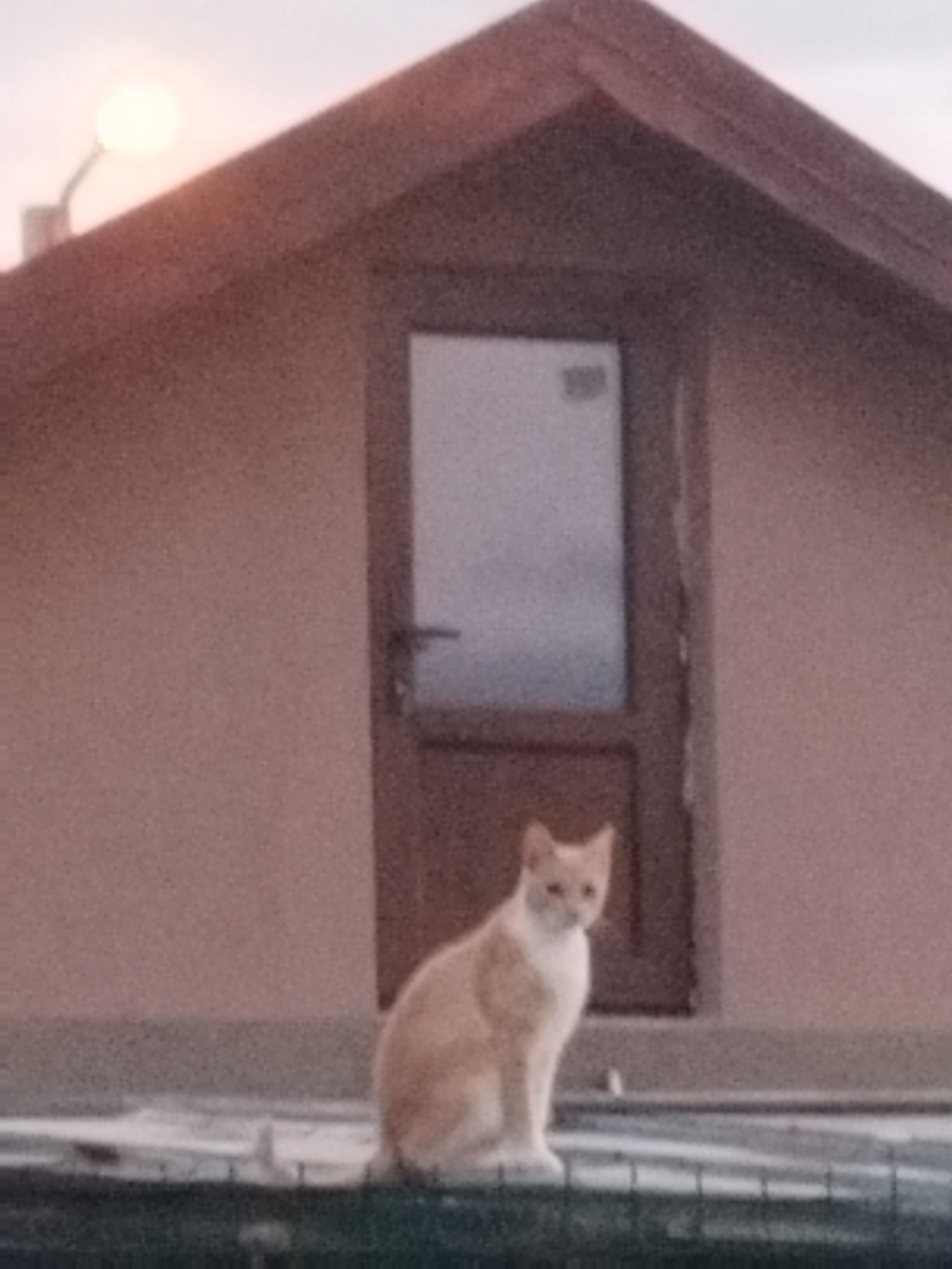 A ginger and white cat is sitting on a railing in front of a building with a peaked roof. A door with a window is visible on the building. A light fixture is also present on the left side of the image. The image appears to be taken in an outdoor setting, possibly at dusk, given the lighting. No specific location in Bucharest, Romania is identifiable from the image.