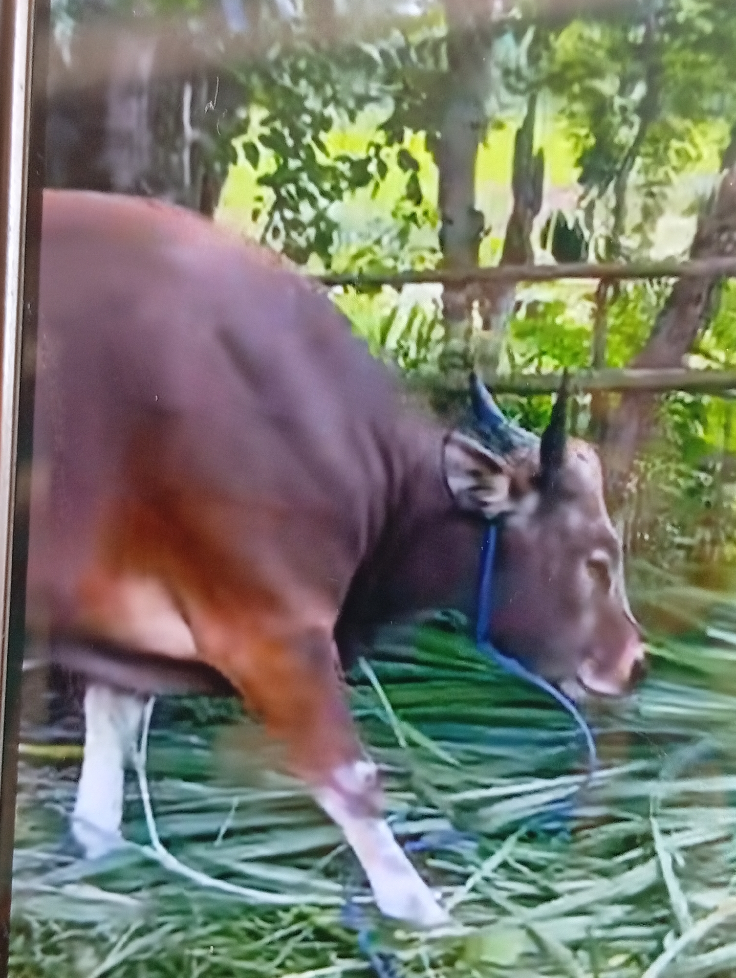 The image displays a reddish-brown bovine animal, likely a cow or cattle, actively grazing on green foliage. The animal is positioned with its head lowered towards the ground, its muzzle visible, and it appears to be chewing on the abundant green grass and leaves scattered in the foreground. It features short, dark, upward-curving horns and a blue rope or tether loosely secured around its lower neck and chin. The animal's coat is primarily dark brown, with a lighter, almost tan shade visible on its lower legs, particularly the front left leg. The background consists of dense green trees and foliage, with a rustic wooden or bamboo fence running horizontally across the mid-ground. The lighting suggests natural daylight in an outdoor setting. A vertical, dark metallic or plastic border, consistent with a smartphone frame, is visible along the far left edge, indicating that the image is a photograph of a screen. The scene is located in Lhokseumawe, Indonesia.