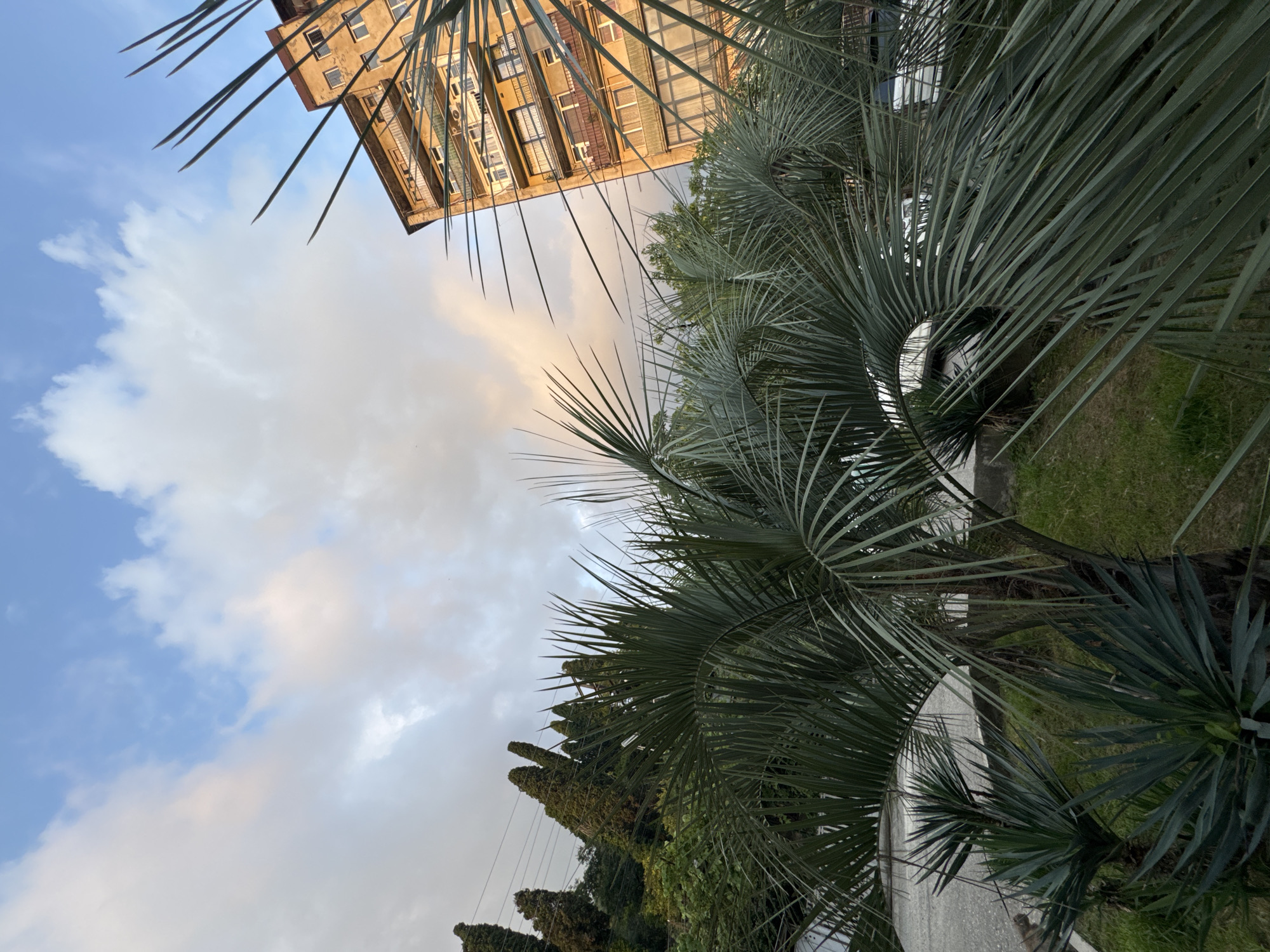 The image depicts an outdoor scene in Sokhumi, Abkhazia, featuring a multi-story building and lush vegetation. In the foreground, large palm fronds dominate the lower half of the frame, their sharp, elongated leaves creating a sense of depth and texture. Behind the palm trees, a tan-colored, multi-story building with numerous balconies and windows is visible, appearing slightly weathered. The building's architecture suggests it might be an apartment complex or a hotel.
To the left of the building, a dense cluster of tall, dark green coniferous trees stands on a hillside, with power lines running horizontally through the upper part of this section. The sky above is a mix of blue and soft, diffused clouds, with a hint of golden light suggesting either early morning or late afternoon. The ground in the immediate foreground appears to be a grassy lawn, with a paved pathway or road partially visible to the left. The overall impression is of a tropical or subtropical urban environment. There are no people or animals visible in the frame.