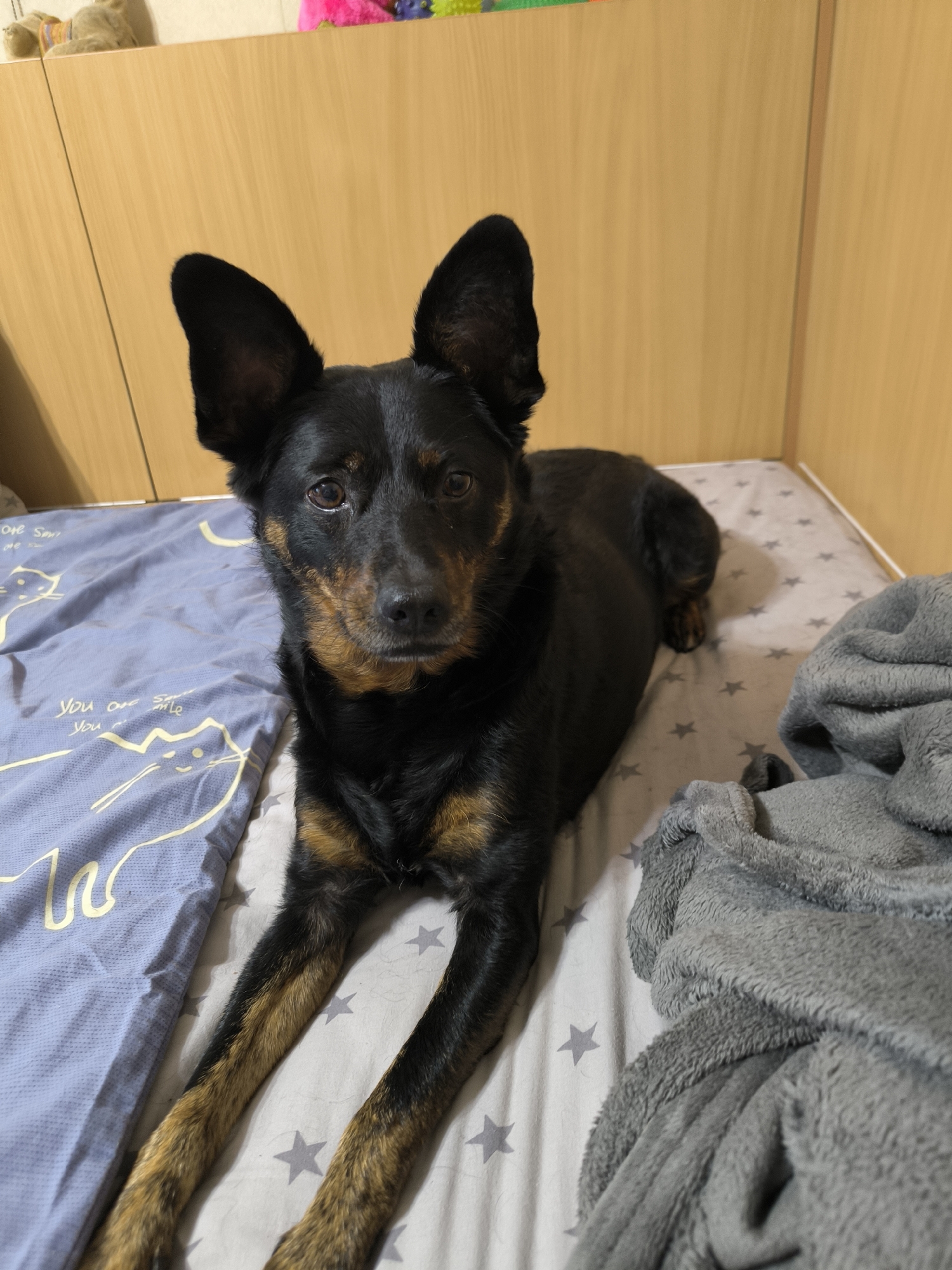 A medium-sized black and tan dog with large ears lies on a bed. The bed has a grey sheet with a pattern of stars and a blue pillowcase with a cartoon cat design. To the right of the dog is a grey fluffy blanket. Behind the bed, there are two wooden closet doors. The image appears to be taken indoors in a residential setting. There is no information available regarding the location of Mykolaiv, Ukraine.