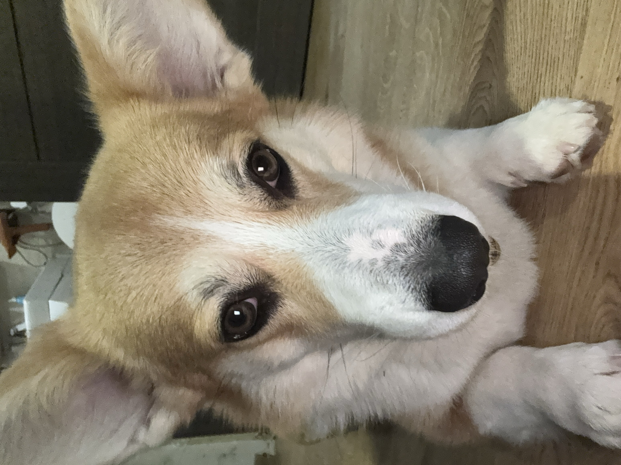 A close-up, slightly canted, head-on shot of a corgi dog. The dog has tan and white fur, with a black nose and dark brown eyes. The dog appears to be lying down on a light brown wooden surface. The background is blurry and out of focus. The image doesn't contain information to determine the location is Krasnoyarsk, Russia.