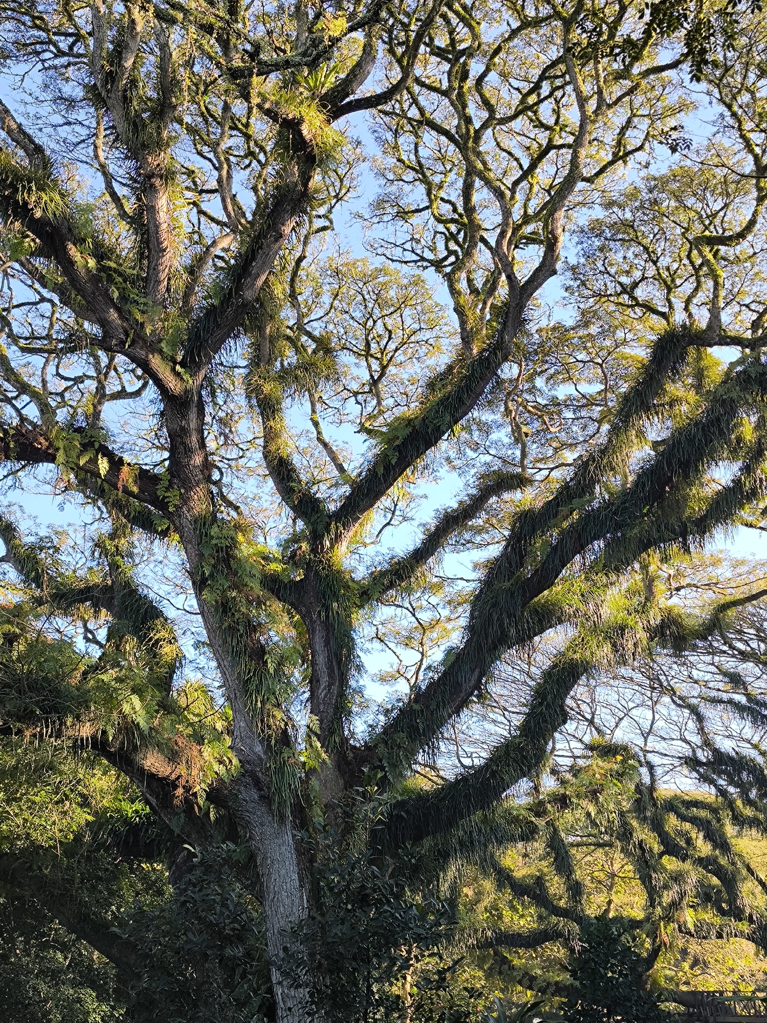 A close-up, vertical shot captures a large, old tree with thick, gnarled branches laden with moss and epiphytic plants. The branches spread out, creating a dense canopy against a clear blue sky. Sunlight filters through the leaves and branches, casting shadows and highlighting the green foliage and textured bark. The scene is set in Benculuk, Indonesia.