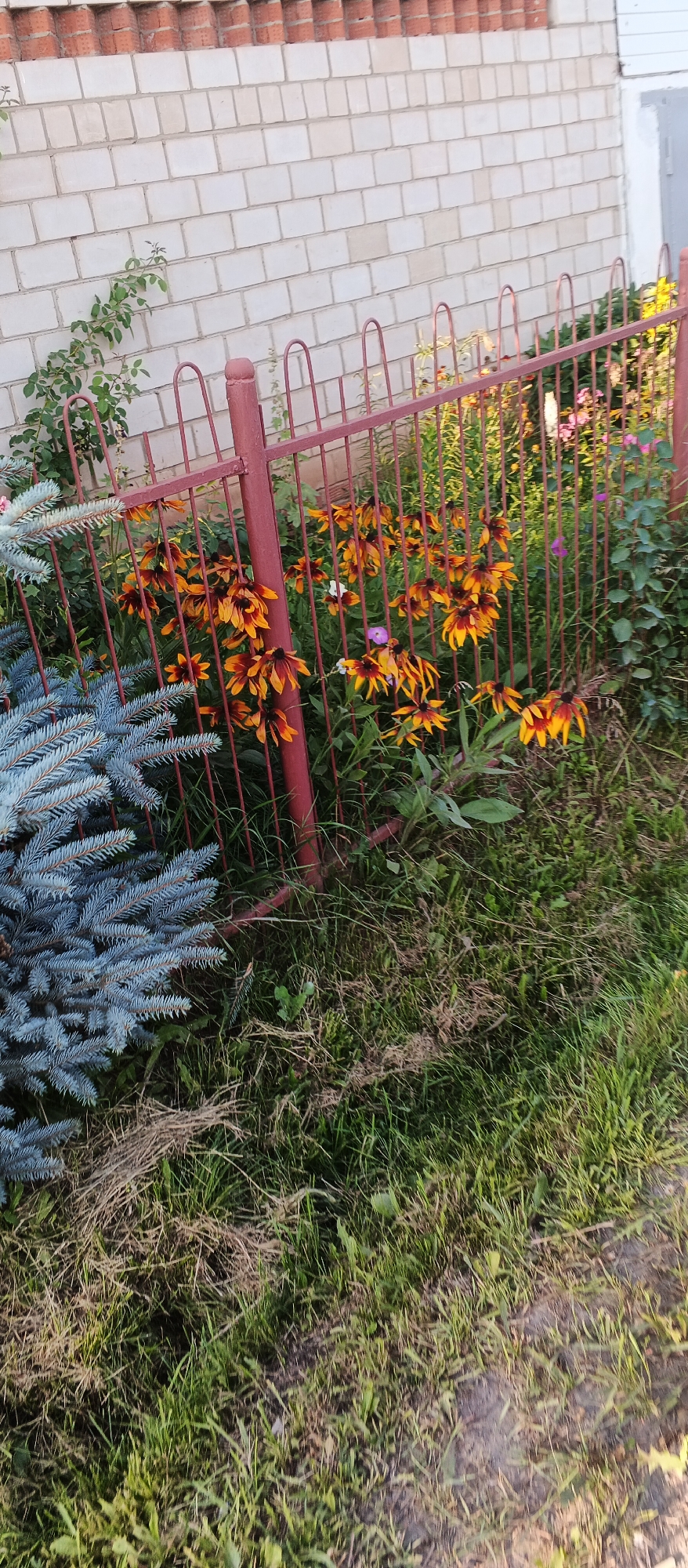 The image depicts a close-up of a garden area with a red metal fence in the foreground. Behind the fence, there is a bed of bright orange and yellow flowers, possibly rudbeckia, in bloom. To the left of the fence, a portion of a blue spruce tree is visible, with its distinctive blue-green needles. The background consists of a white brick wall, suggesting the property is adjacent to a building. The ground is covered in green grass and some dry straw-like debris. The lighting suggests it is daytime, likely late afternoon or early morning due to the warm tones. The scene appears to be an outdoor residential garden or a public green space. The location is specified as Izhevsk, Russia.