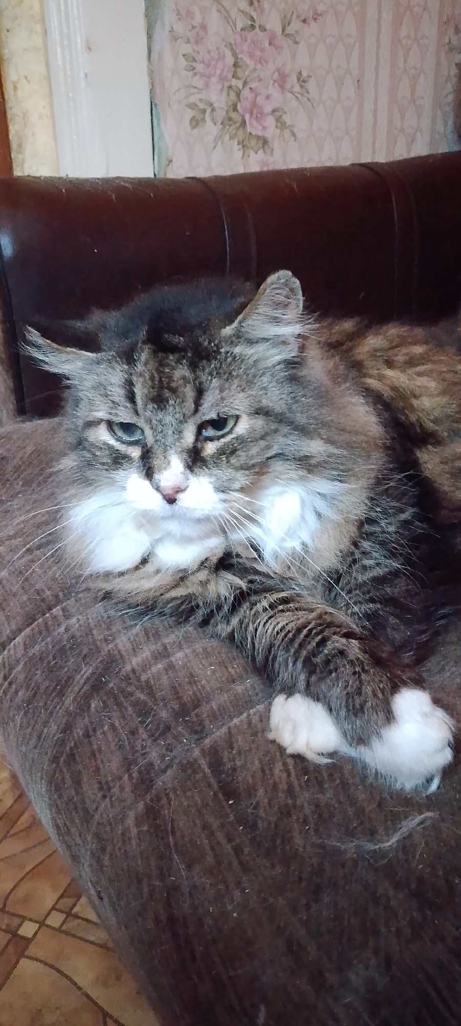 A fluffy, long-haired cat with tabby markings, a white chest, and white paws is lying on a brown, textured surface, possibly a sofa or rug. The cat has green eyes and a pink nose. In the background, there is a brown leather-like object, possibly the back of a sofa, and wallpaper with a floral pattern featuring pink flowers and green leaves. The floor beneath the surface appears to be tiled. The lighting suggests an indoor environment. There is no information to determine the location in Belgorod, Russia.