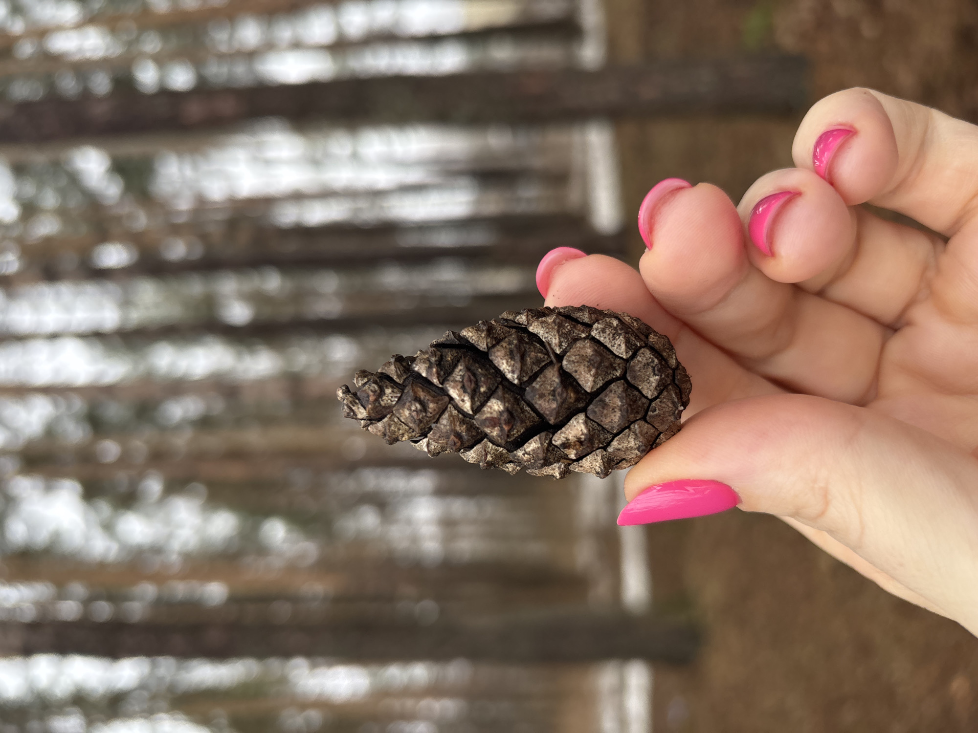 A hand with pink nail polish holds a pine cone in front of a blurred background of trees. The scene is outdoors, likely in a forest or park setting. The pine cone is brown and textured, held between the thumb and fingers of the hand. The nails are a bright, glossy pink. The location of the image is in Chaikovsky, Russia.