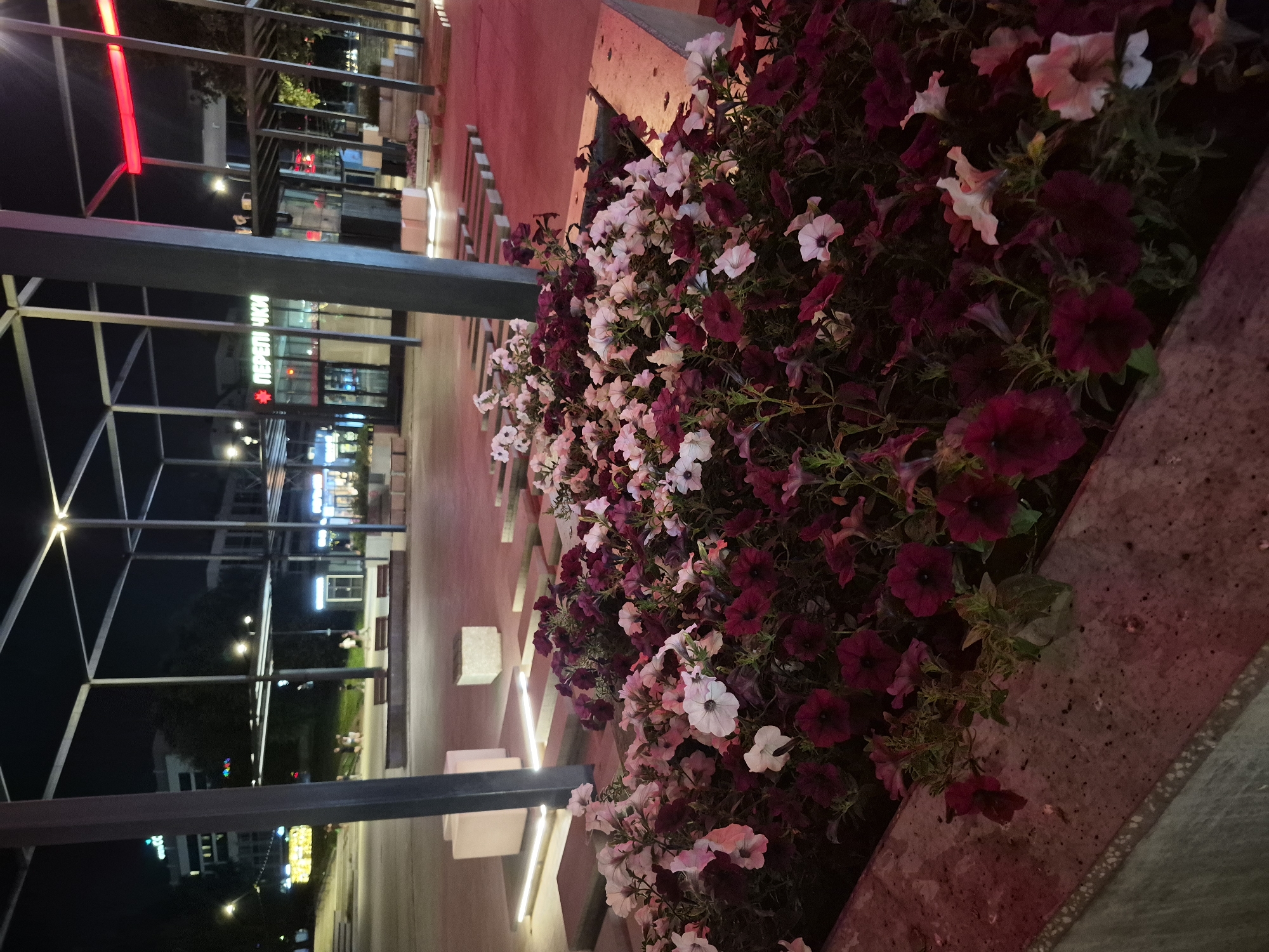 The image captures a nighttime scene in Izhevsk, Russia, likely in an urban public space with a modern architectural design. In the foreground, a planter box is filled with a dense arrangement of petunia flowers in shades of deep burgundy, pink, and white. The planter itself appears to be made of concrete. Behind the flowers, a raised, stepped walkway made of concrete slabs is visible, illuminated by recessed strip lighting.
In the midground, a dark, angular metal structure with a grid-like roof forms a canopy. Beneath this structure, several benches are placed on a paved area. To the left of the canopy, a building with glowing windows is partially visible, suggesting it might be a commercial establishment or office. Further back, a large, white building with illuminated windows stands against the night sky.
In the background, the street and sidewalk are visible, with distant lights indicating the continued presence of the city. People are sparsely present, with a few figures seen in the midground and background, appearing to be walking or sitting. The overall lighting of the scene is a combination of ambient city lights, the warm glow from the buildings, and the cool white and red artificial lighting integrated into the architectural elements. The red neon light above the canopy adds a distinct visual accent.